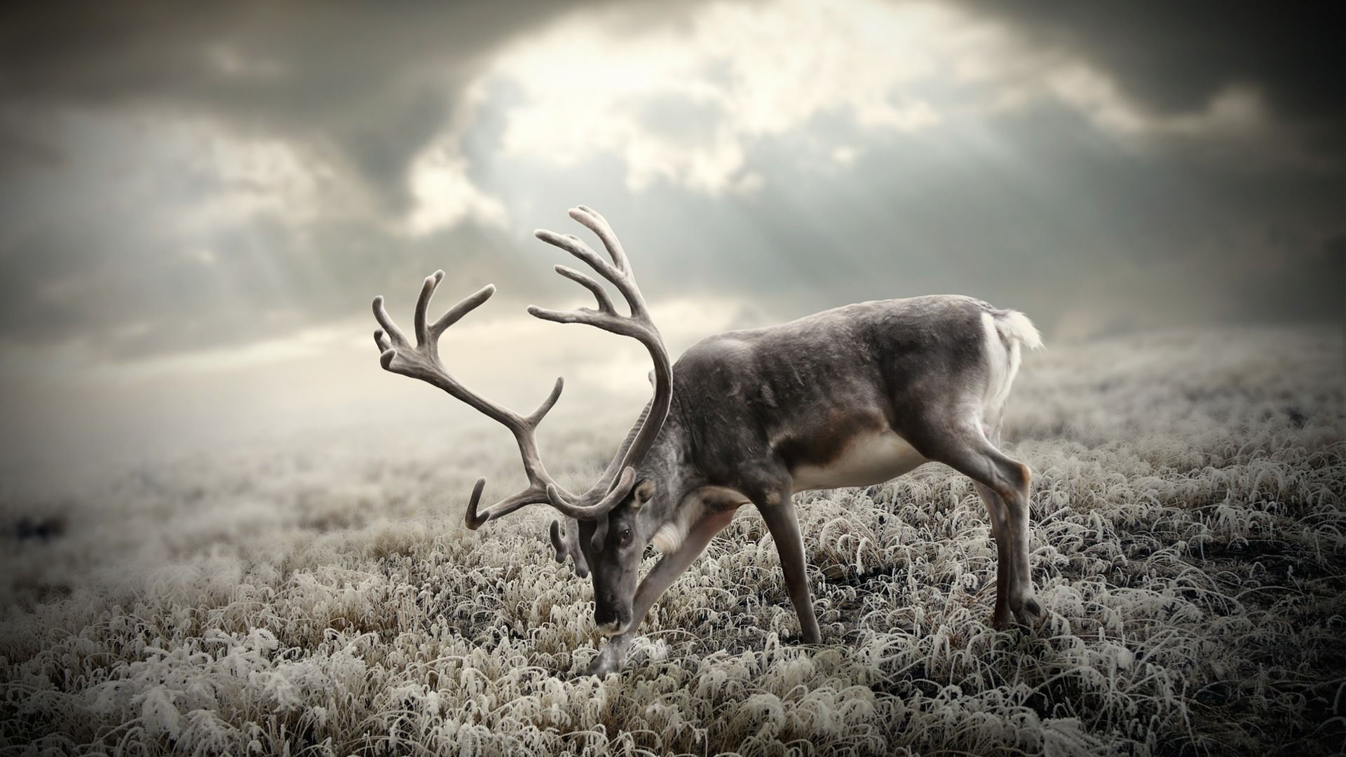Beautiful Deer Wallpaper Osm Wild
