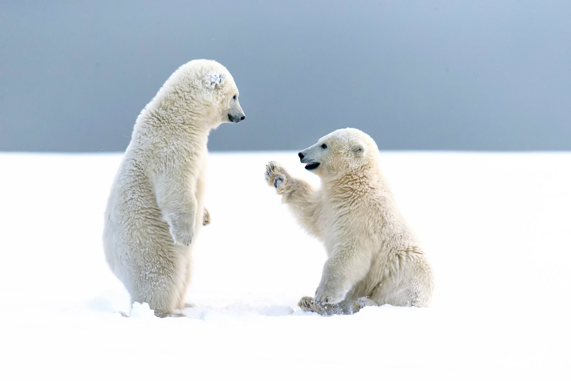 Polar Bear HD Wallpaper For Desktop Pictures