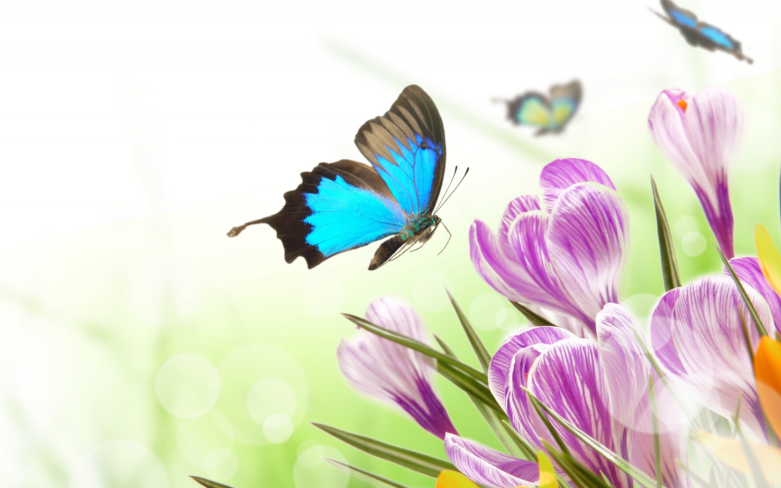 Wallpaper Pics Spring Butterfly Desktop HD