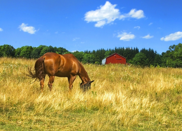 Barn Wallpaper Horses Desktop