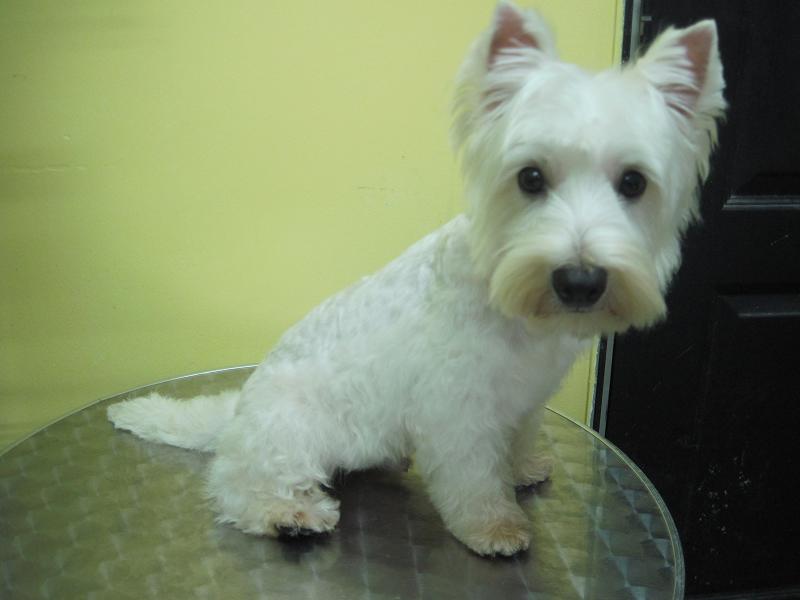 Wallpaper Pictures Image And Photos Westie Puppy Cut