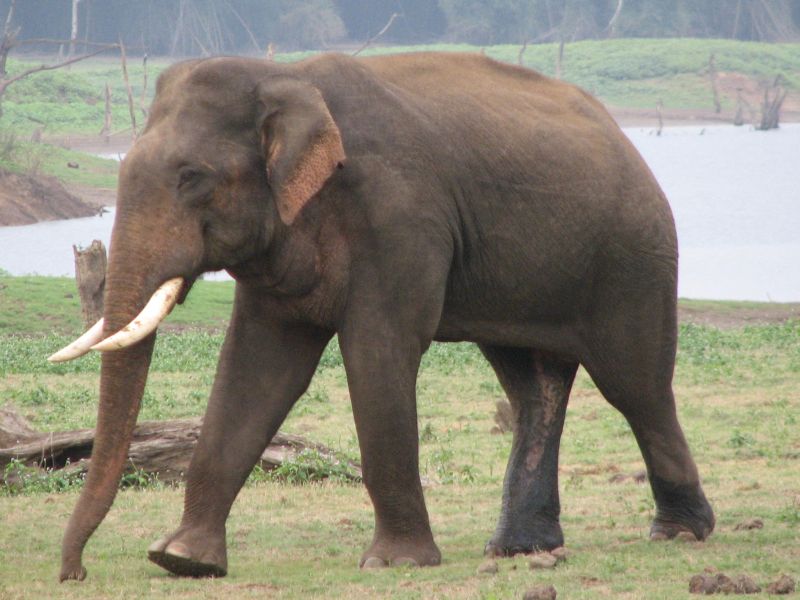 The Elephant Indian Elephants