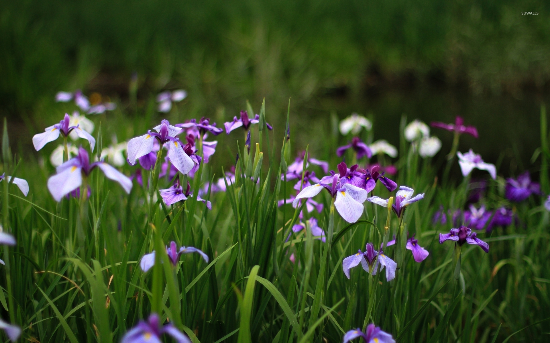 Purple Irises Wallpaper Flower