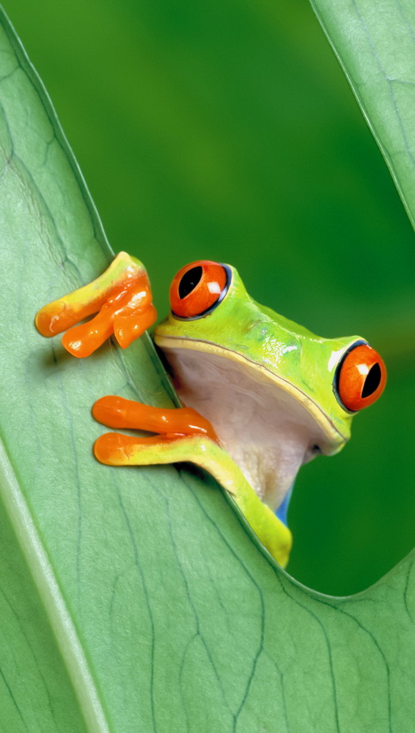 Funny frog htc one wallpaper   Best htc one wallpapers free and easy