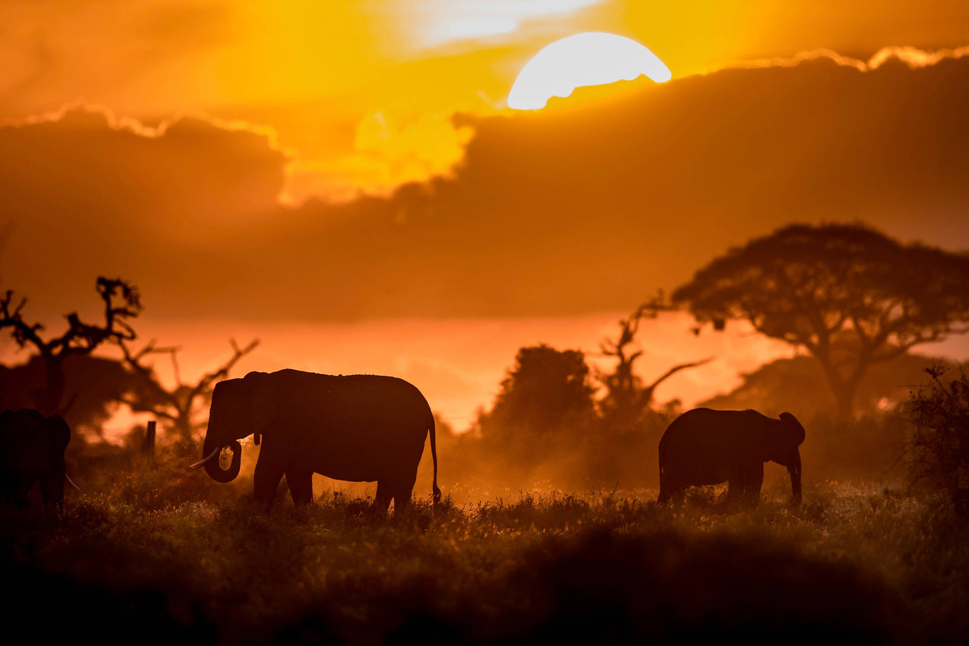 Top 4k Elephant Wallpaper Full HD To Use