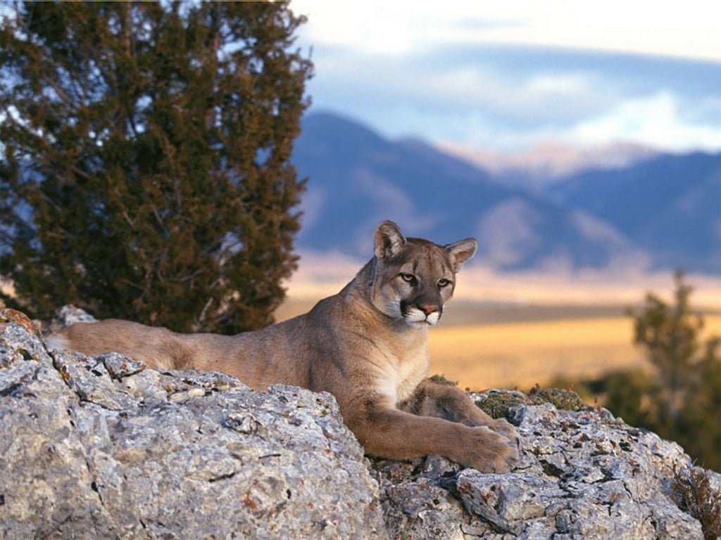 My Wallpapers Corner Lion at Rocky Mountain Scenery Wallpaper
