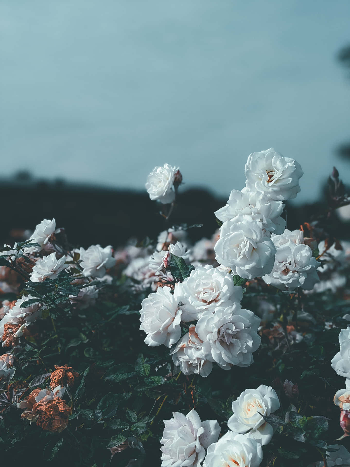 Captivating Aesthetic Rose Background Wallpaper