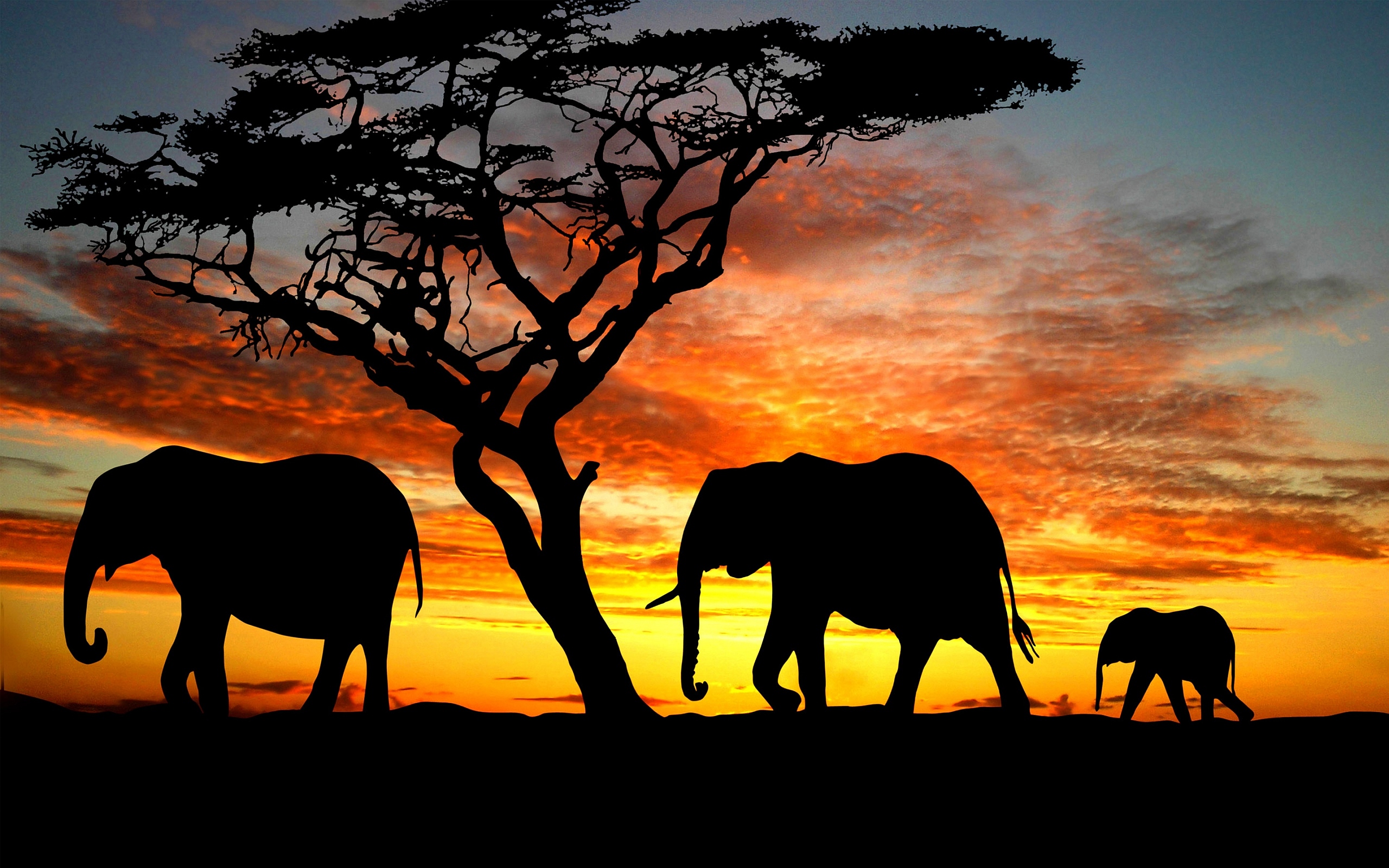 Elephant Wallpaper Category Of HD Elephants Photos Is