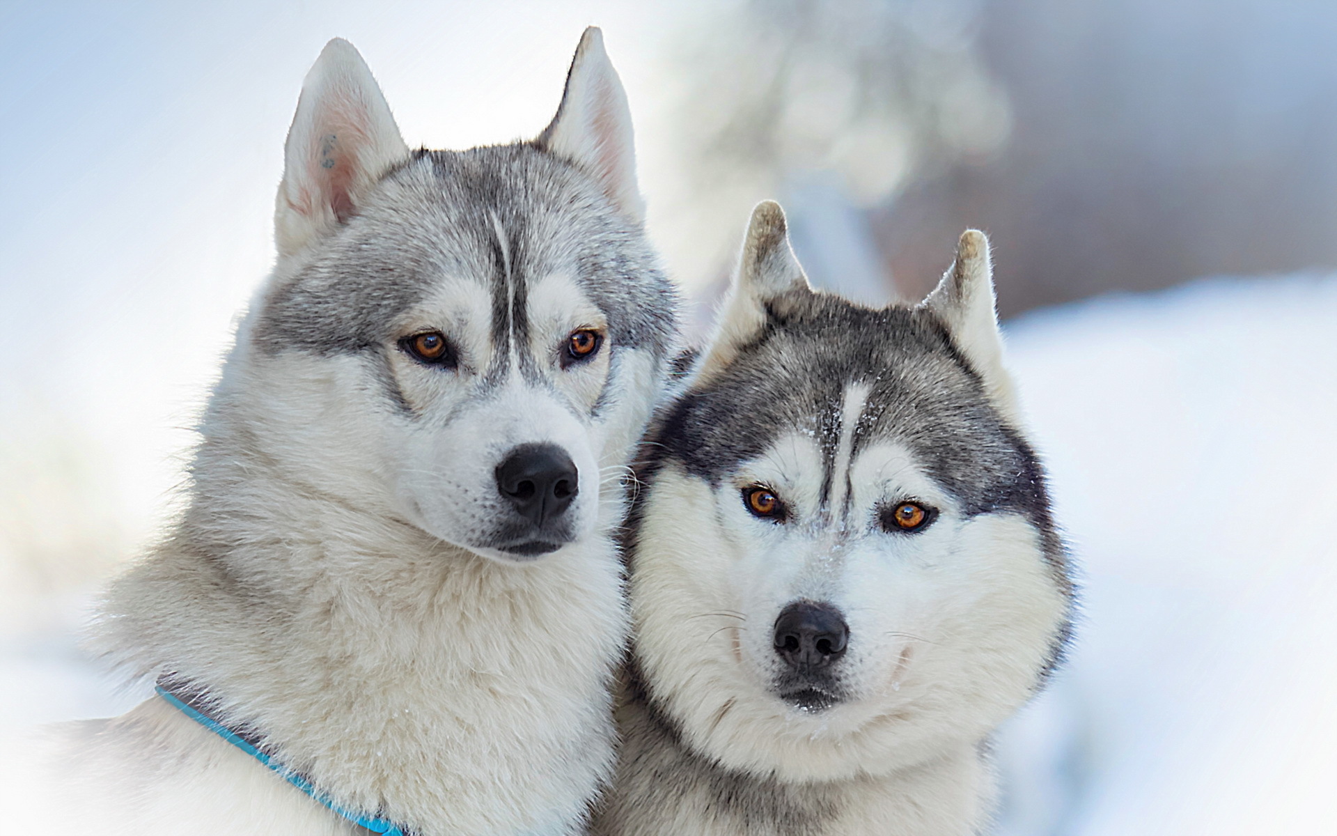 Alaskan Malamutes Wallpaper And Image Pictures Photos