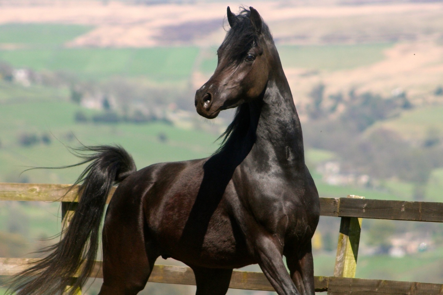 Picture Black Arabian Horse Background With Wallpaper