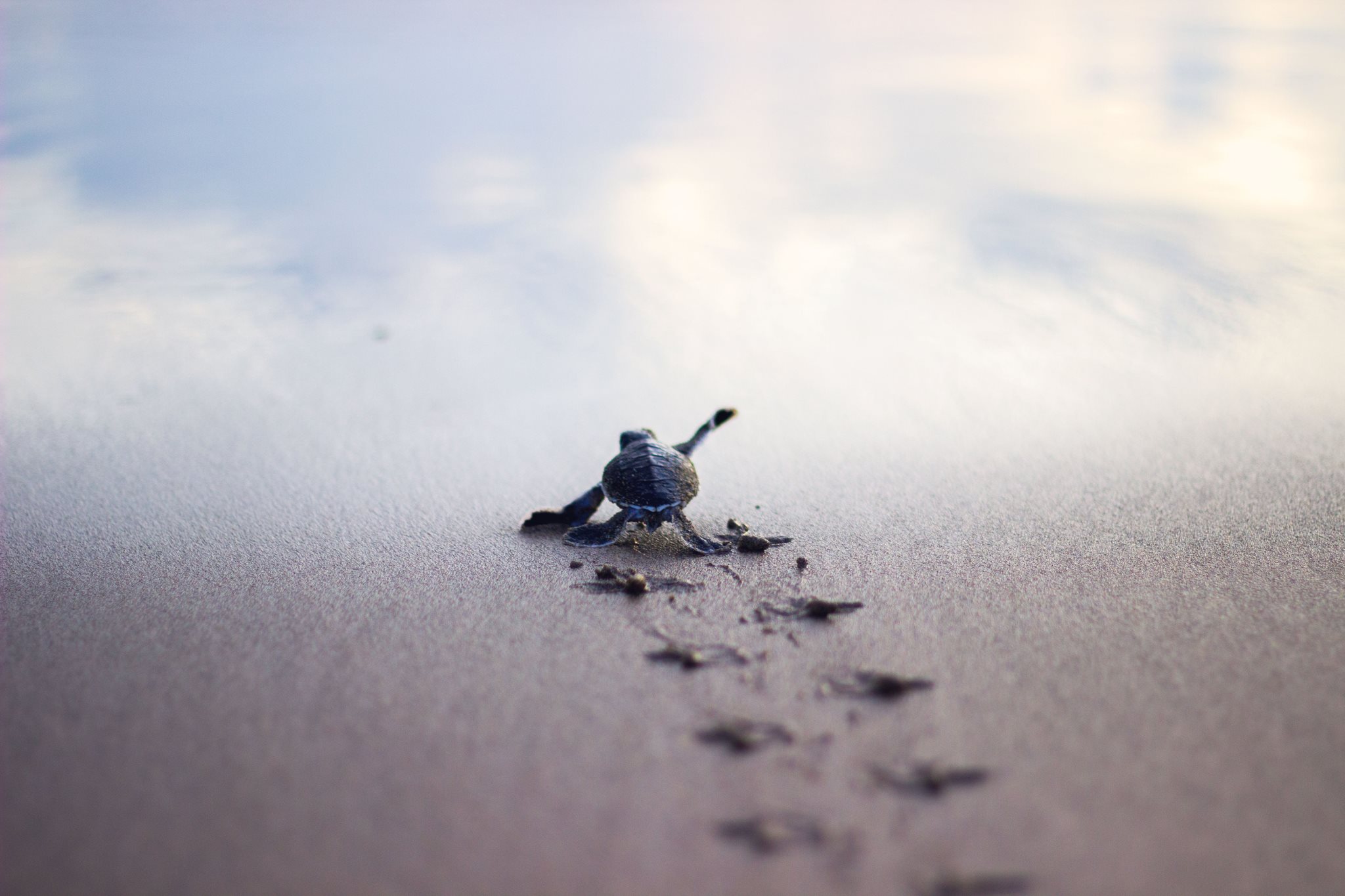 Baby Turtle Running To The Safety Of Sea Shore Pics