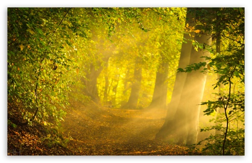 Enchanted Forest HD Wallpaper For Standard Fullscreen Uxga Xga