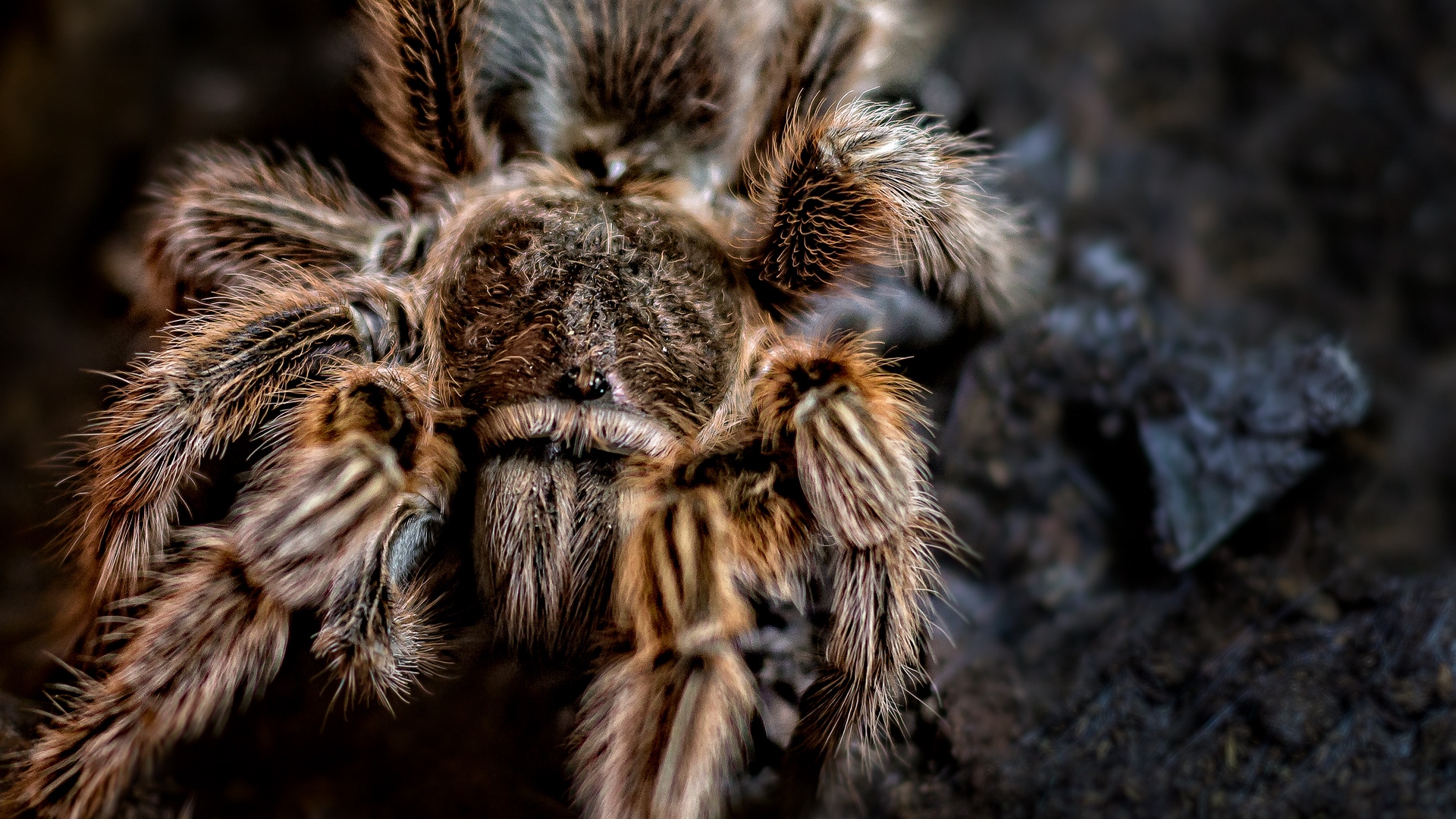 Wallpaper Spider Arachnid Paws Hair Full HD