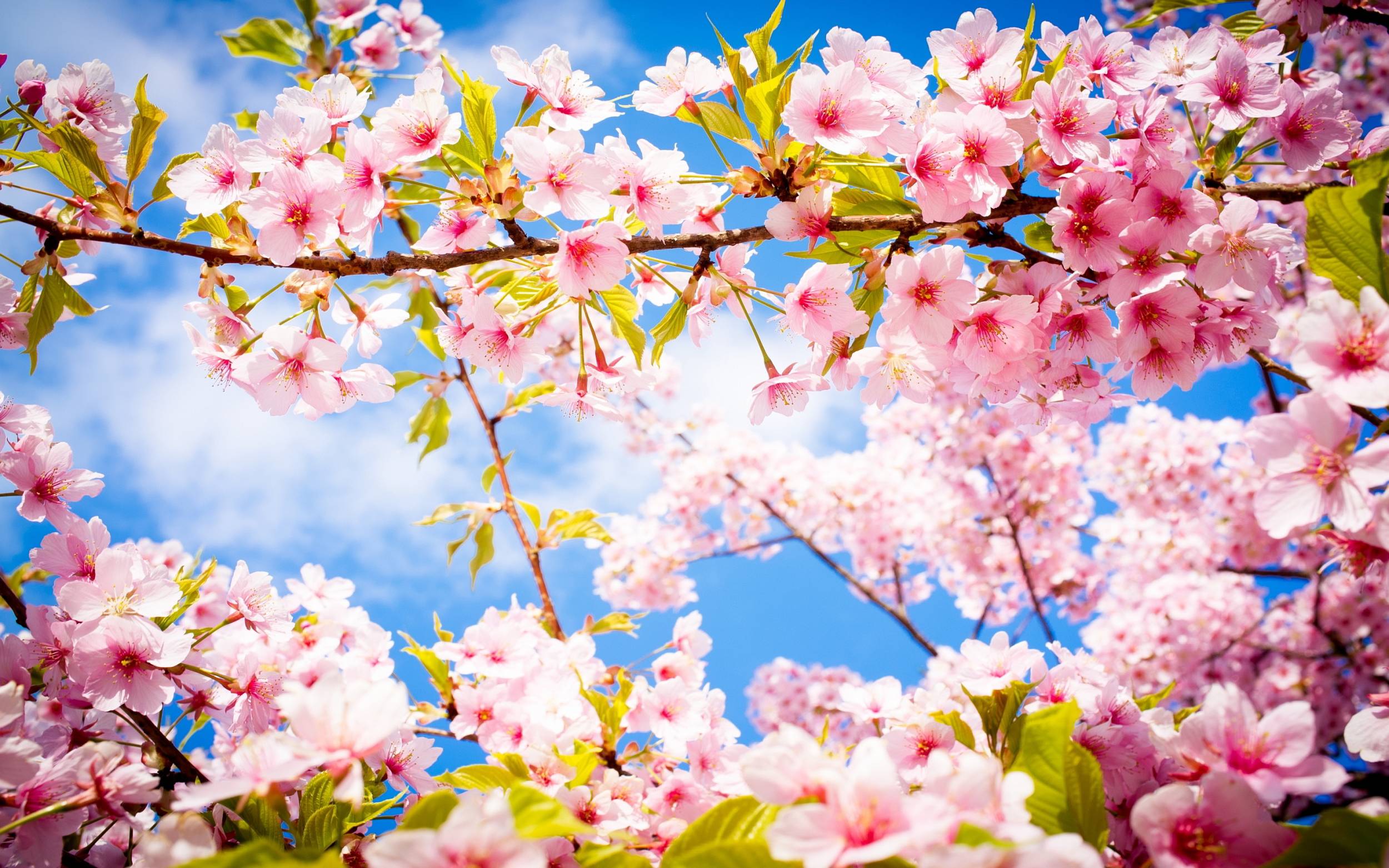 Beautiful Spring Wallpaper And Pictures Background