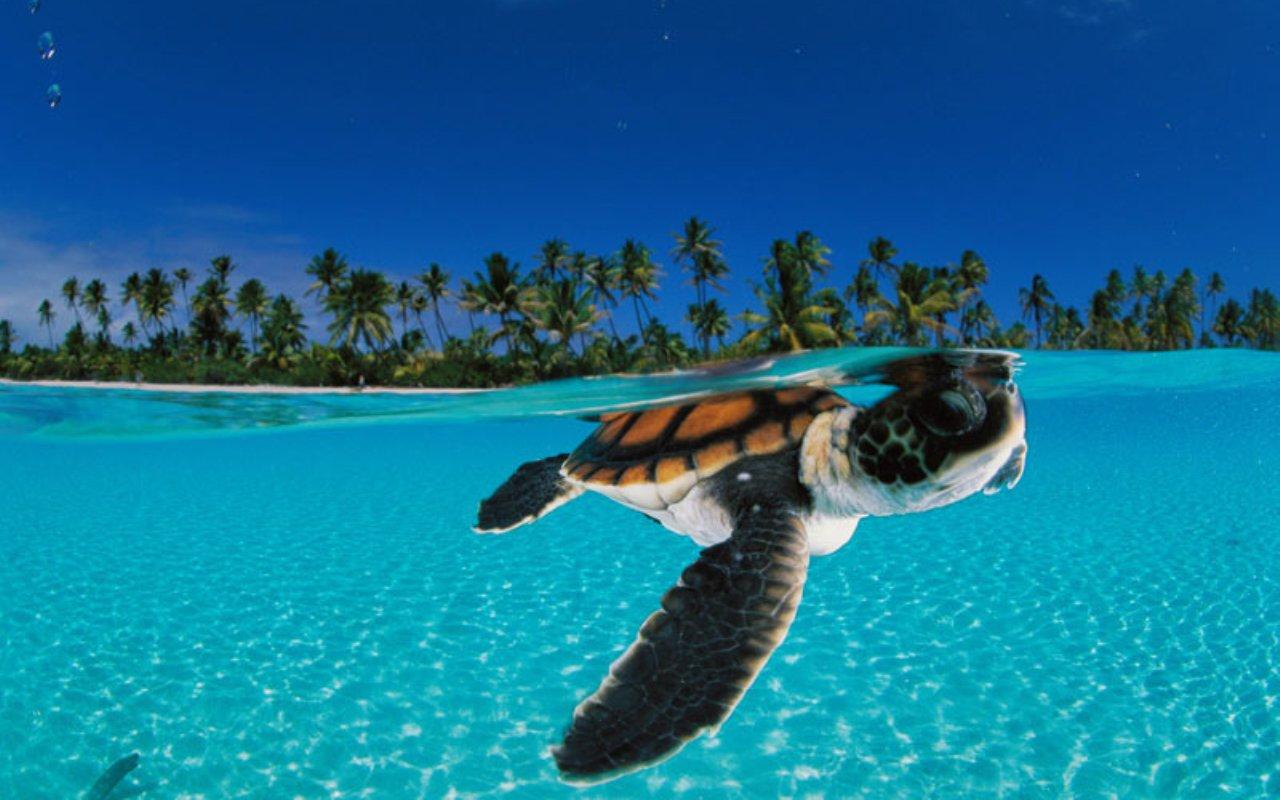 Free Touch Sea Turtle Live Wallpaper for Android htc First New HTC