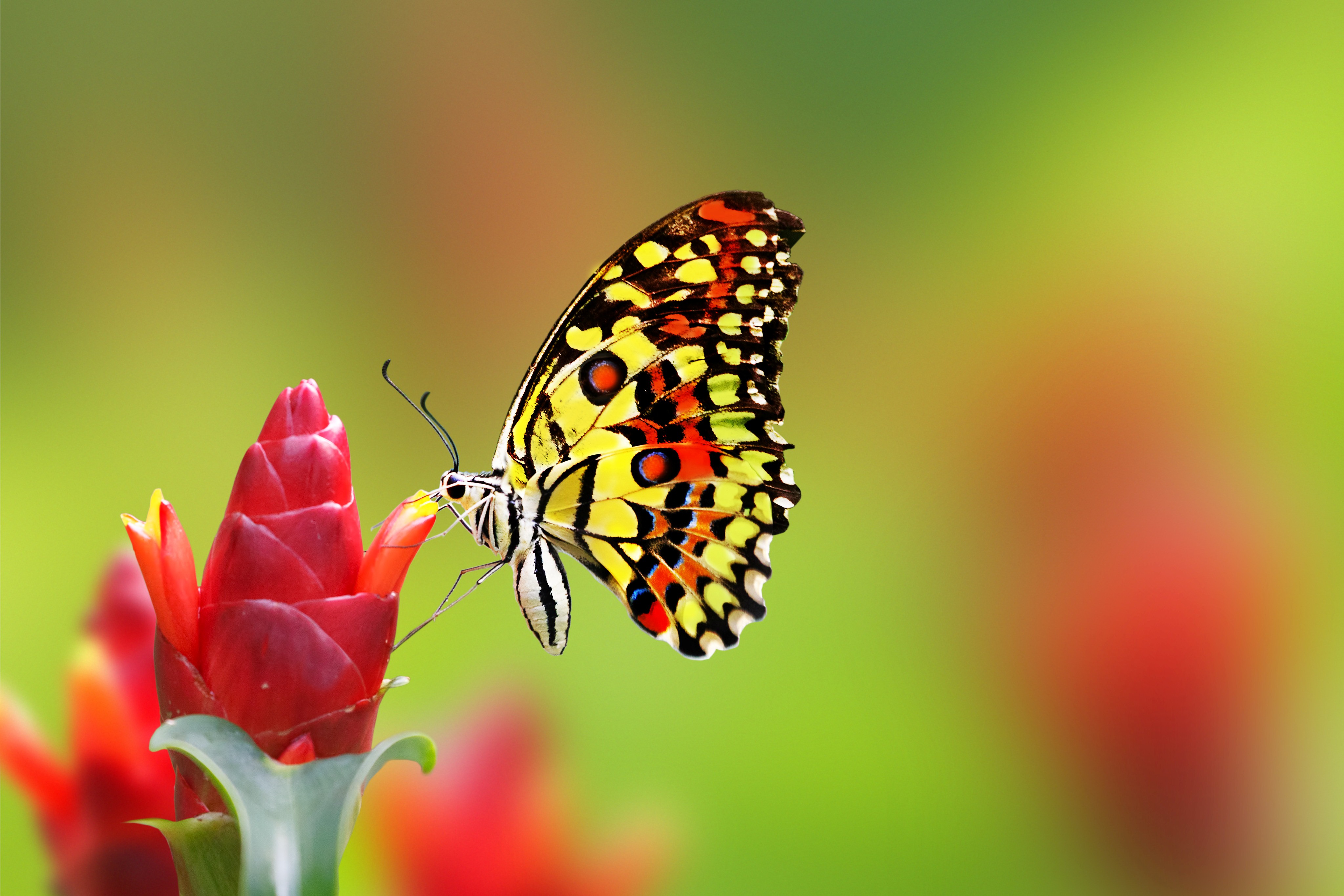 Butterfly Wallpaper Cute Colorful HD Desktop