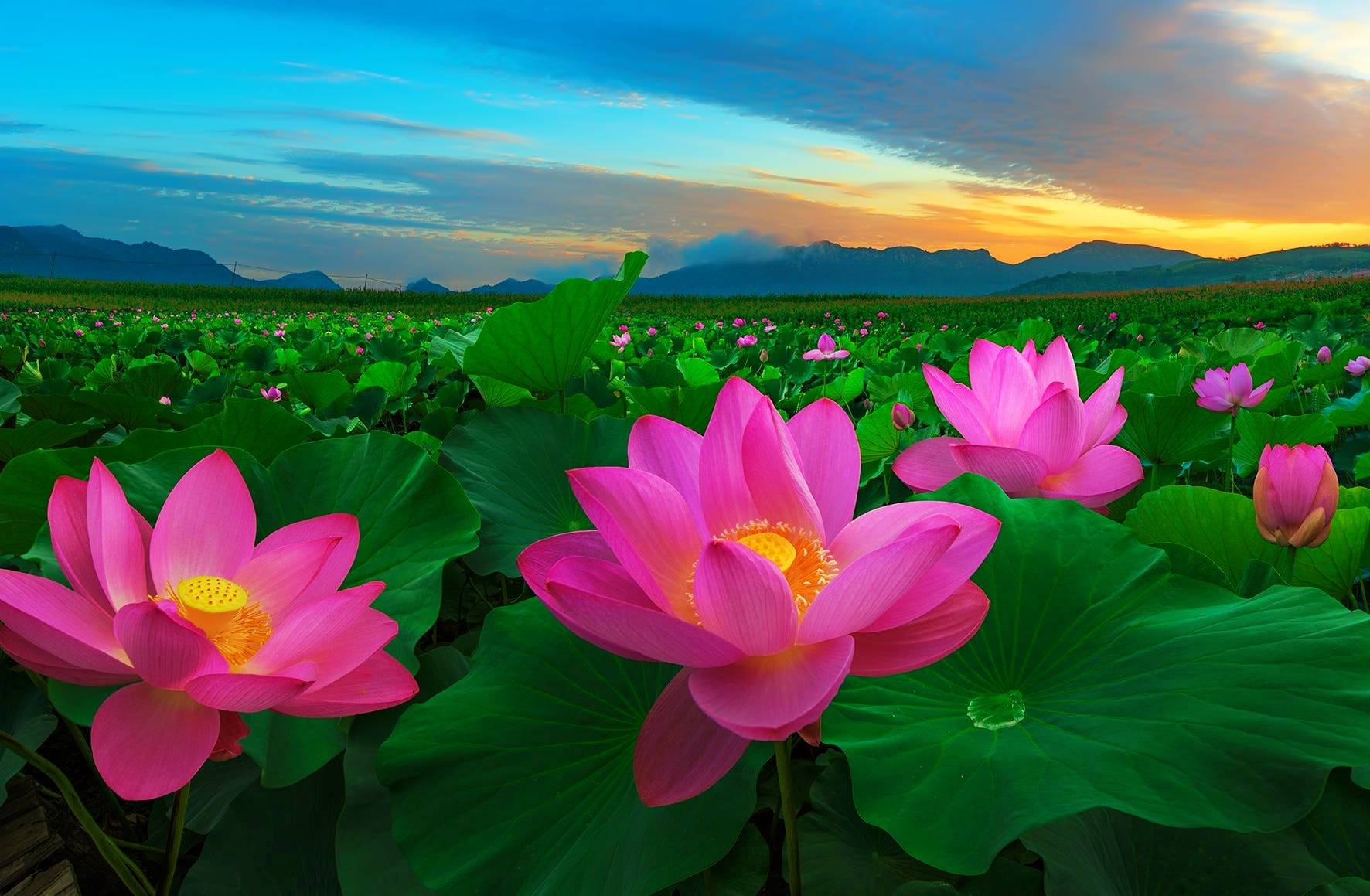 Lotus Wallpaper