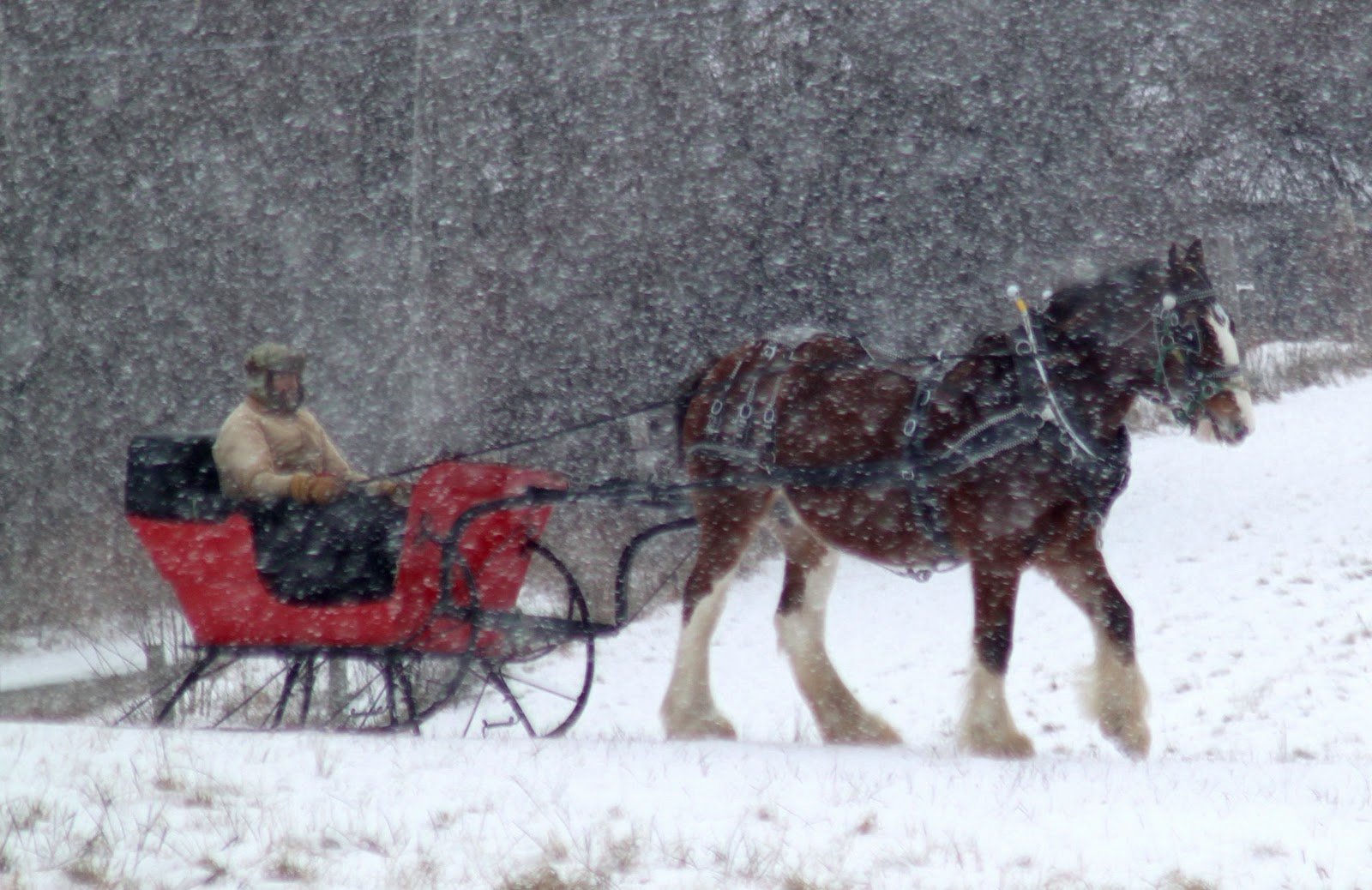 Go Back Images For Budweiser Clydesdales In Snow