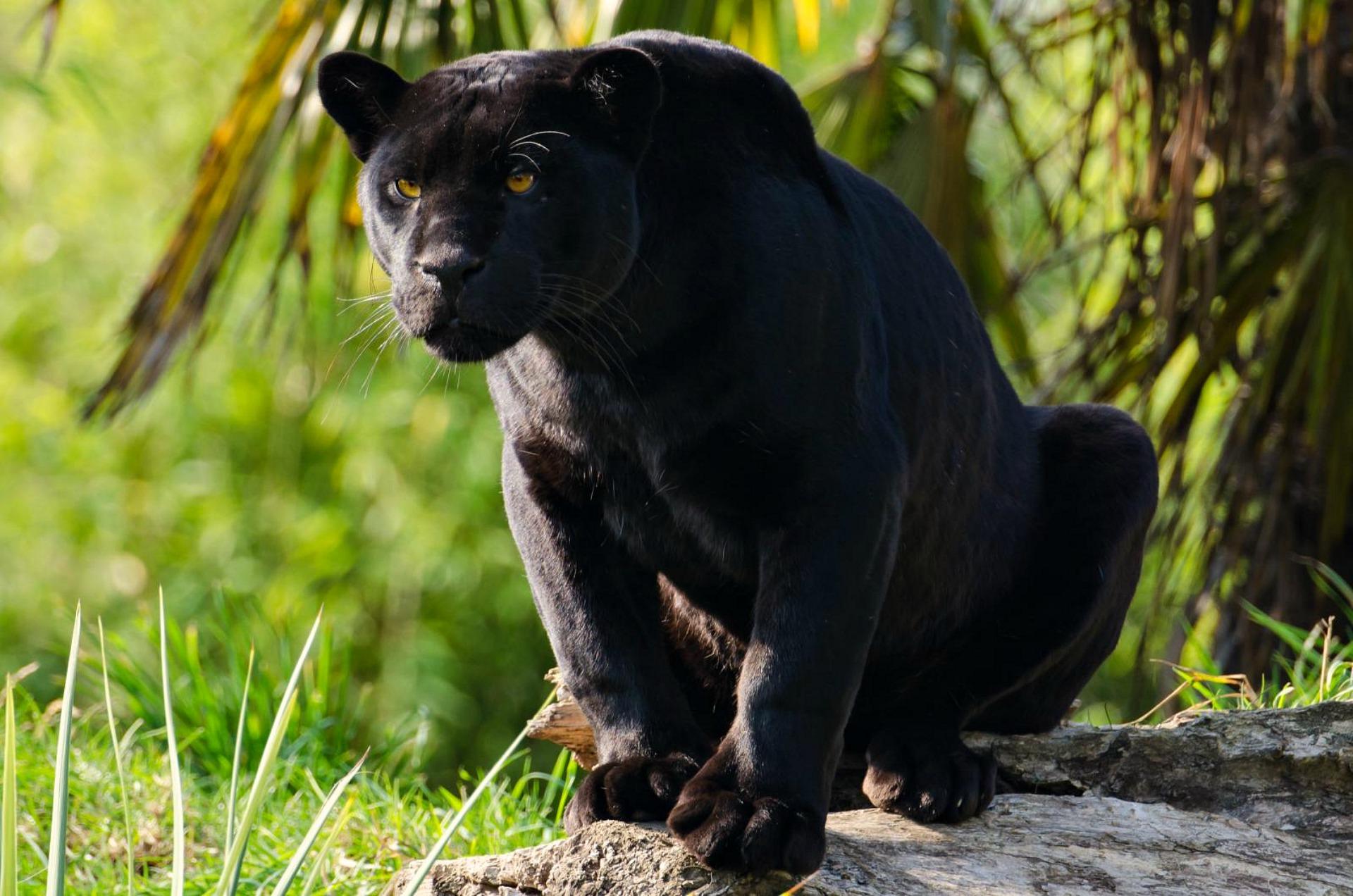 Black Panther Jungle Cat Jaguar Animal Wallpaper