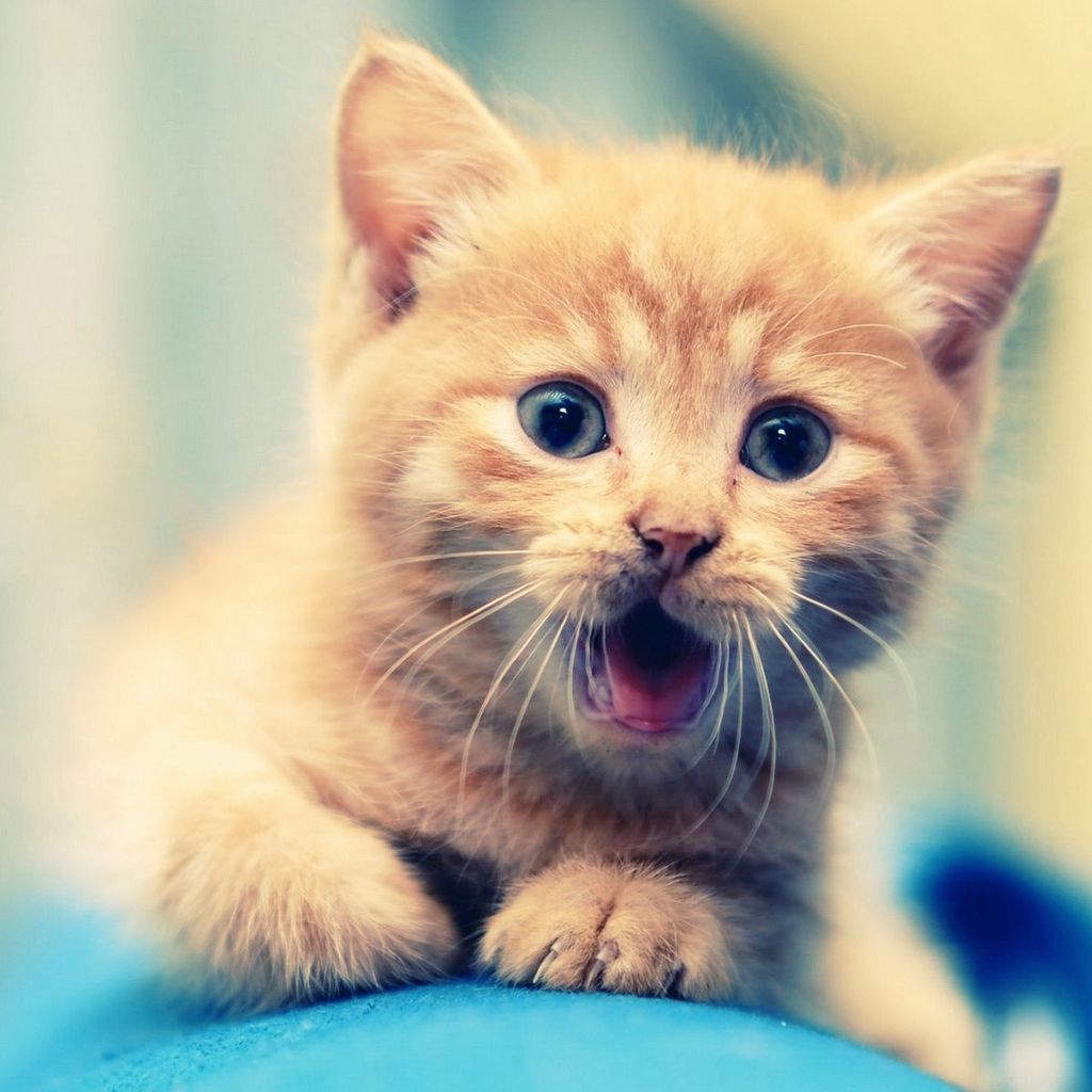 15 Selected cute wallpaper for tablet You Can Download It For Free