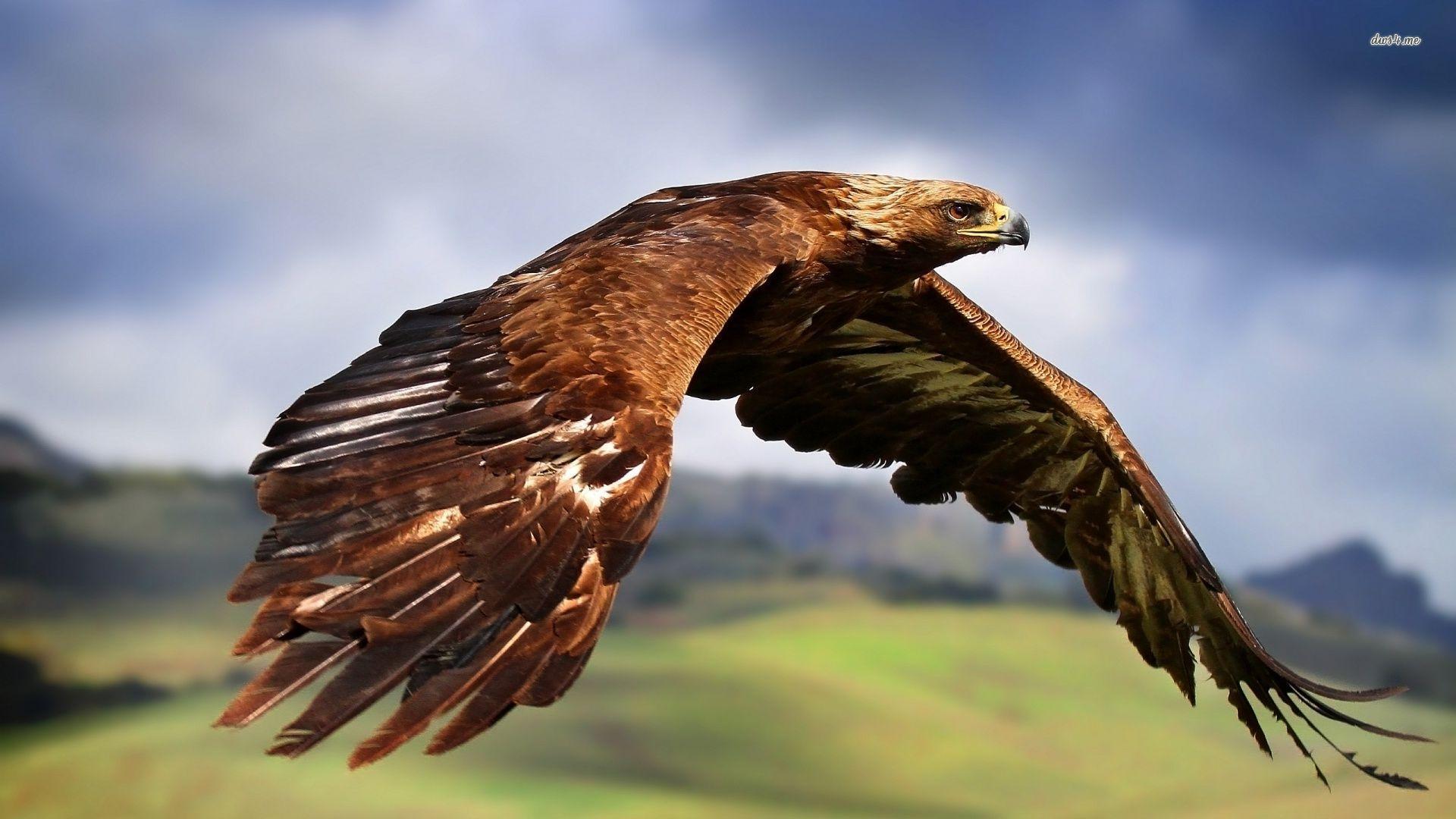 England S Last Golden Eagle Is Missing And Presumed Dead