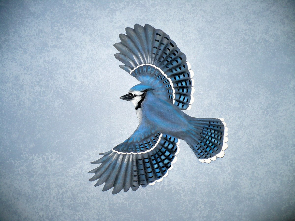 Winter Blue Jay Bird Car Pictures