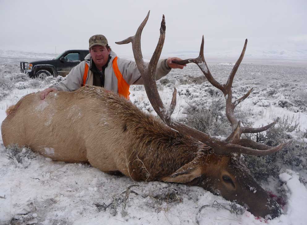 Free download deer wallpaper border43html