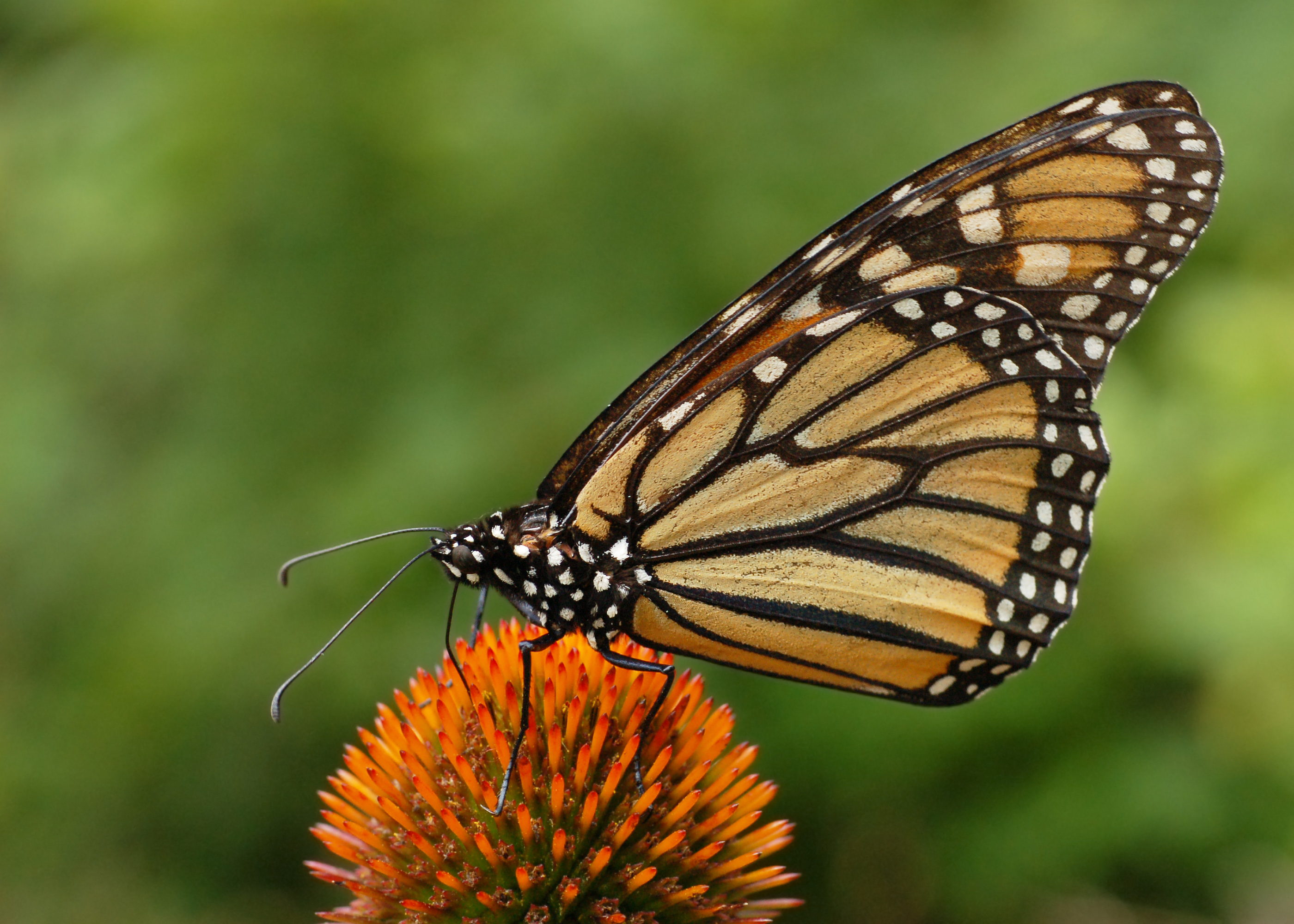 Monarch Butterfly Desktop Background Hivewallpaper