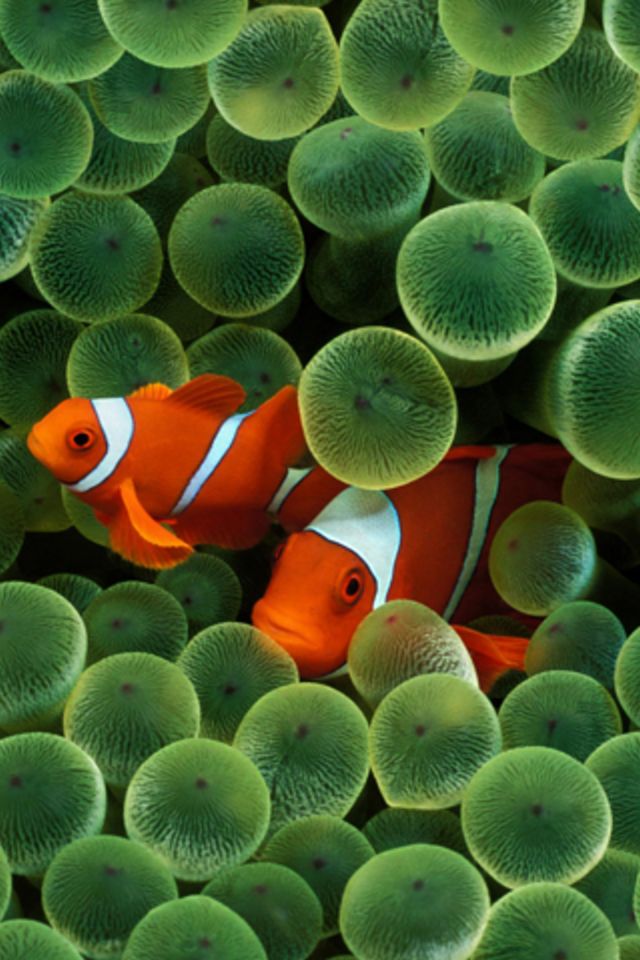 Clown Fish iPhone Wallpaper iPhones Ipod Touch Background