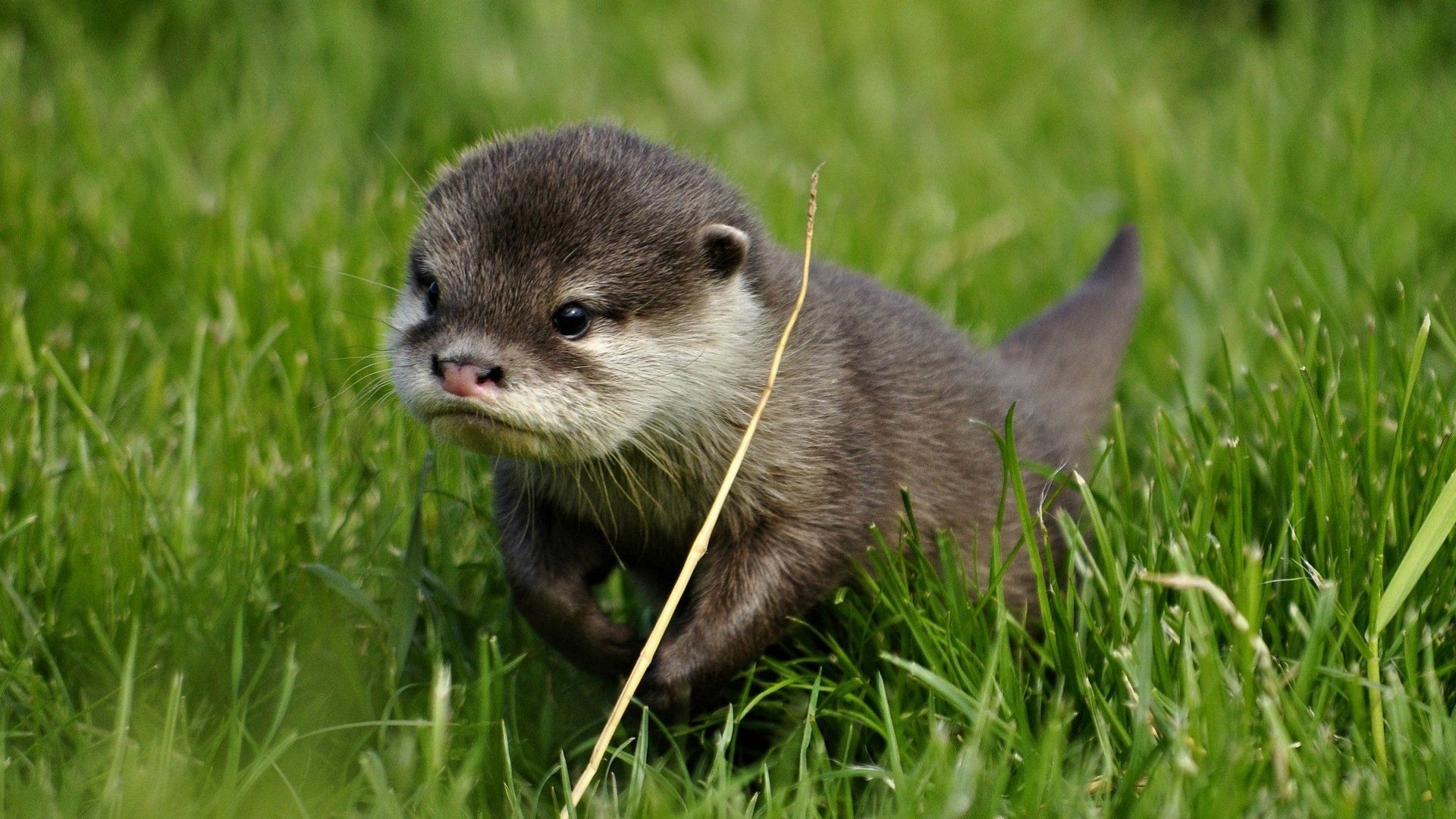Asian Short Clawed Otter Wallpaper Background Image