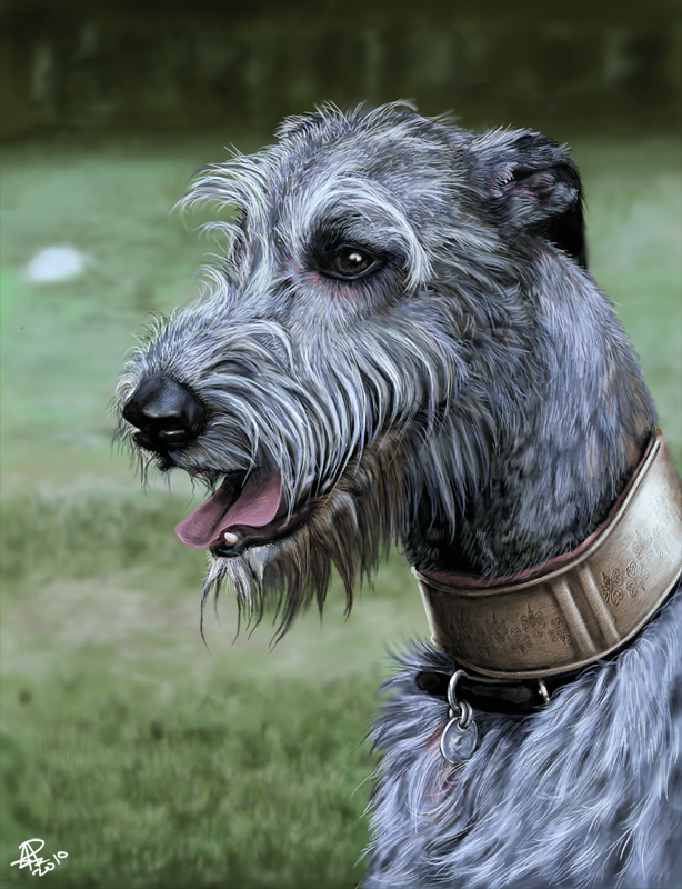 Irish Wolfhound Da By Shuraleva