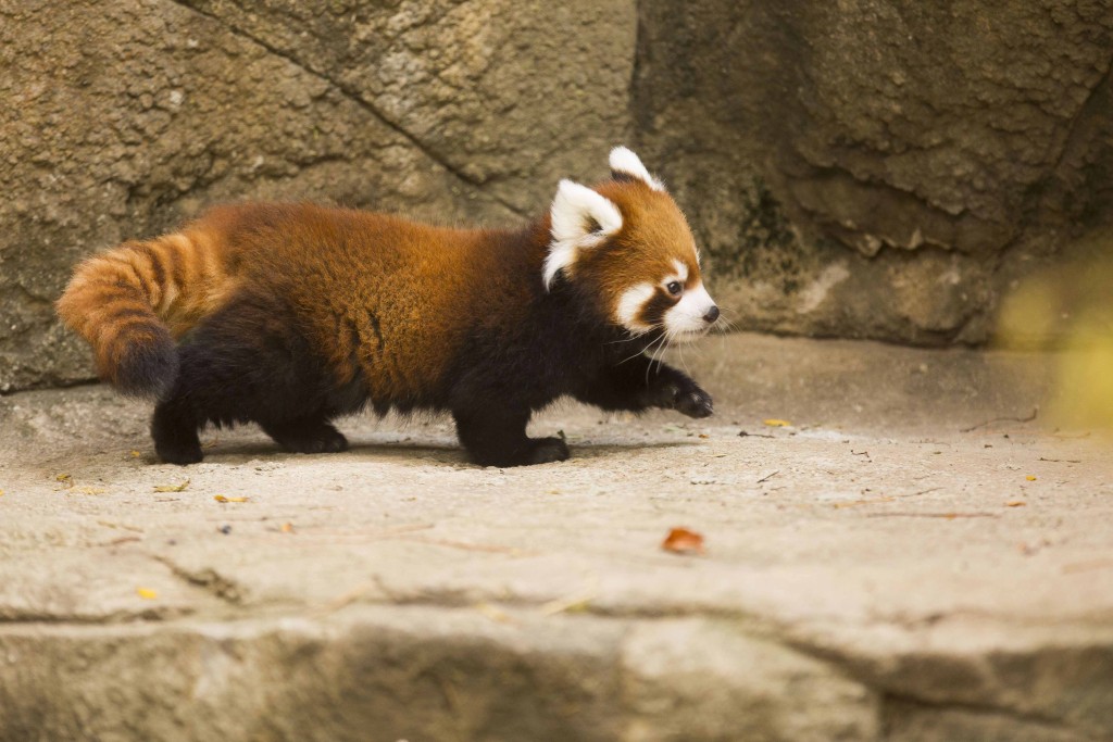 Cute Red Panda HD Wallpaper Wide Desktop Animals