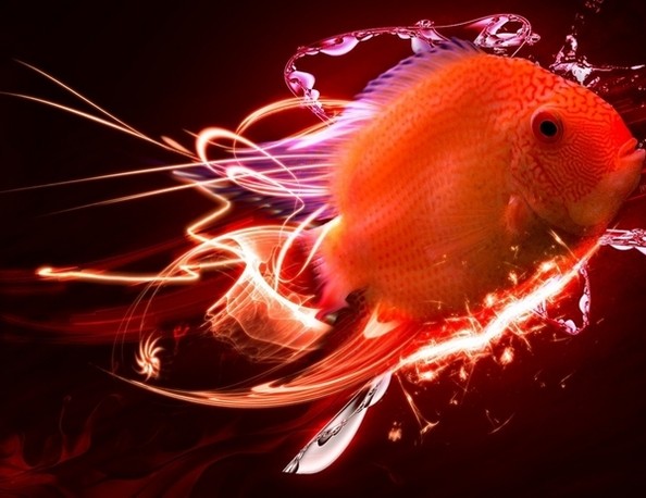3d Fish Wallpaper For Pc Screensavers And