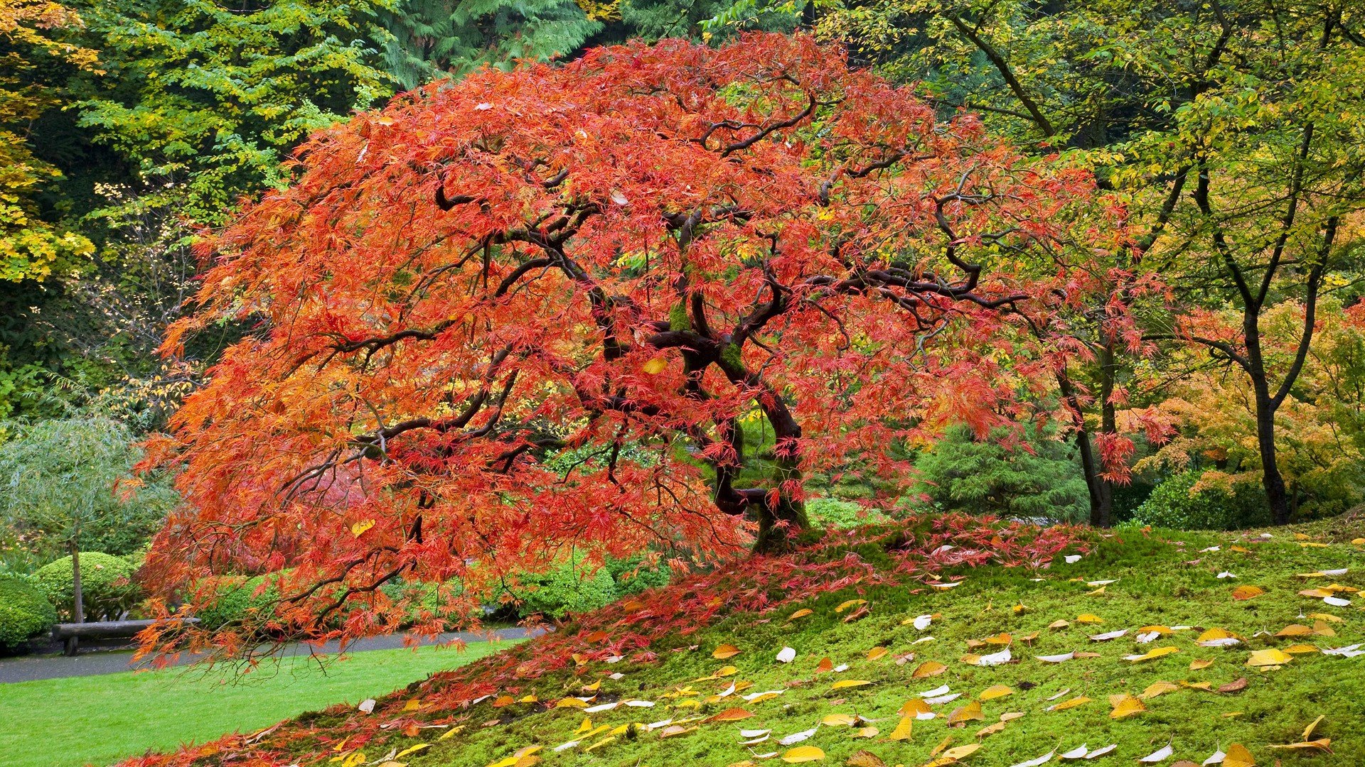Autumn Japanese Oregon Portland wallpaper 1920x1080 310340
