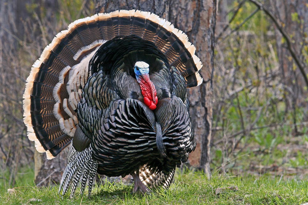 Best States To Plete Your Turkey Grand Slam This Year Petersen S