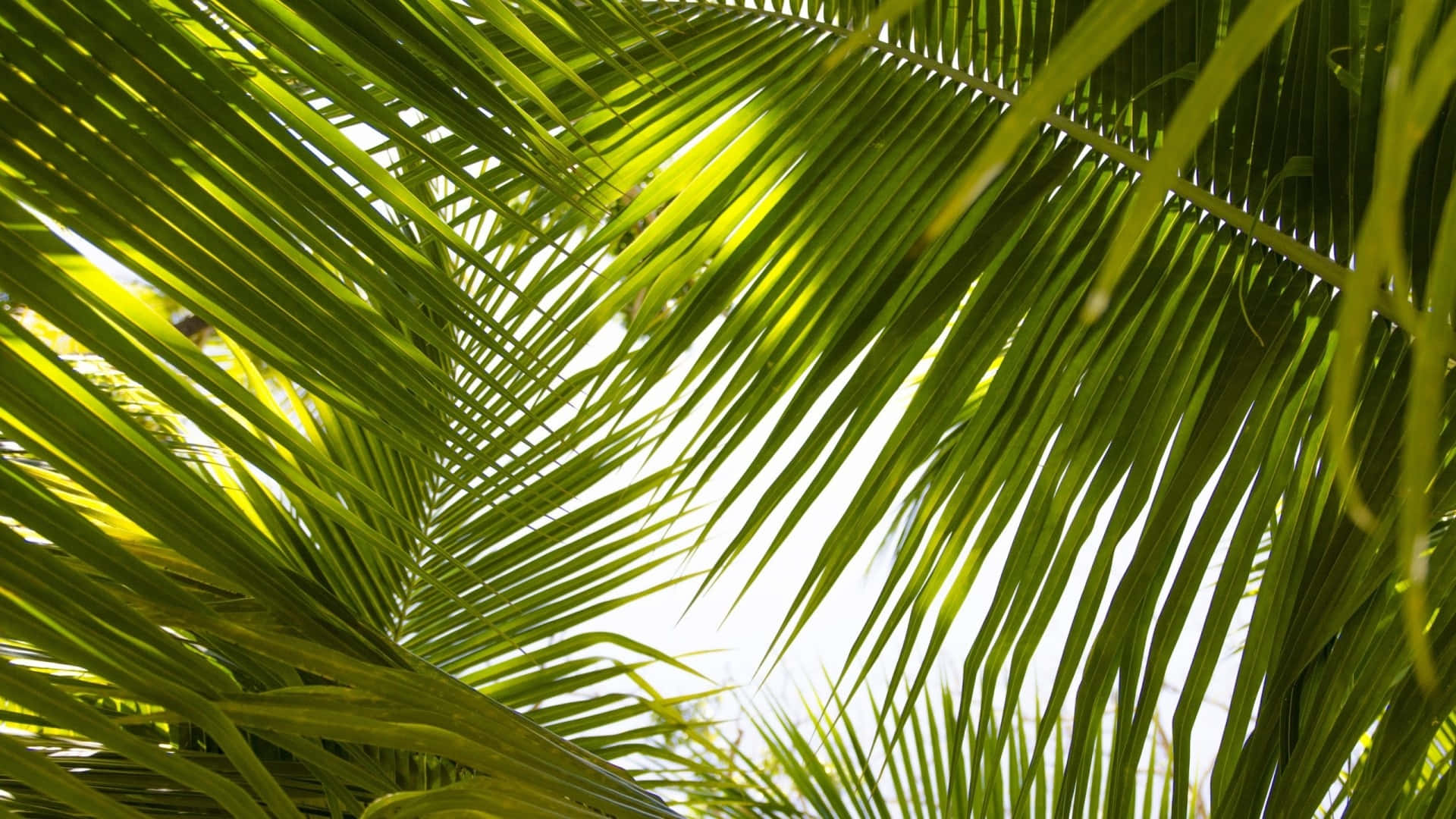 Tropical Leaves Desktop Wallpaper