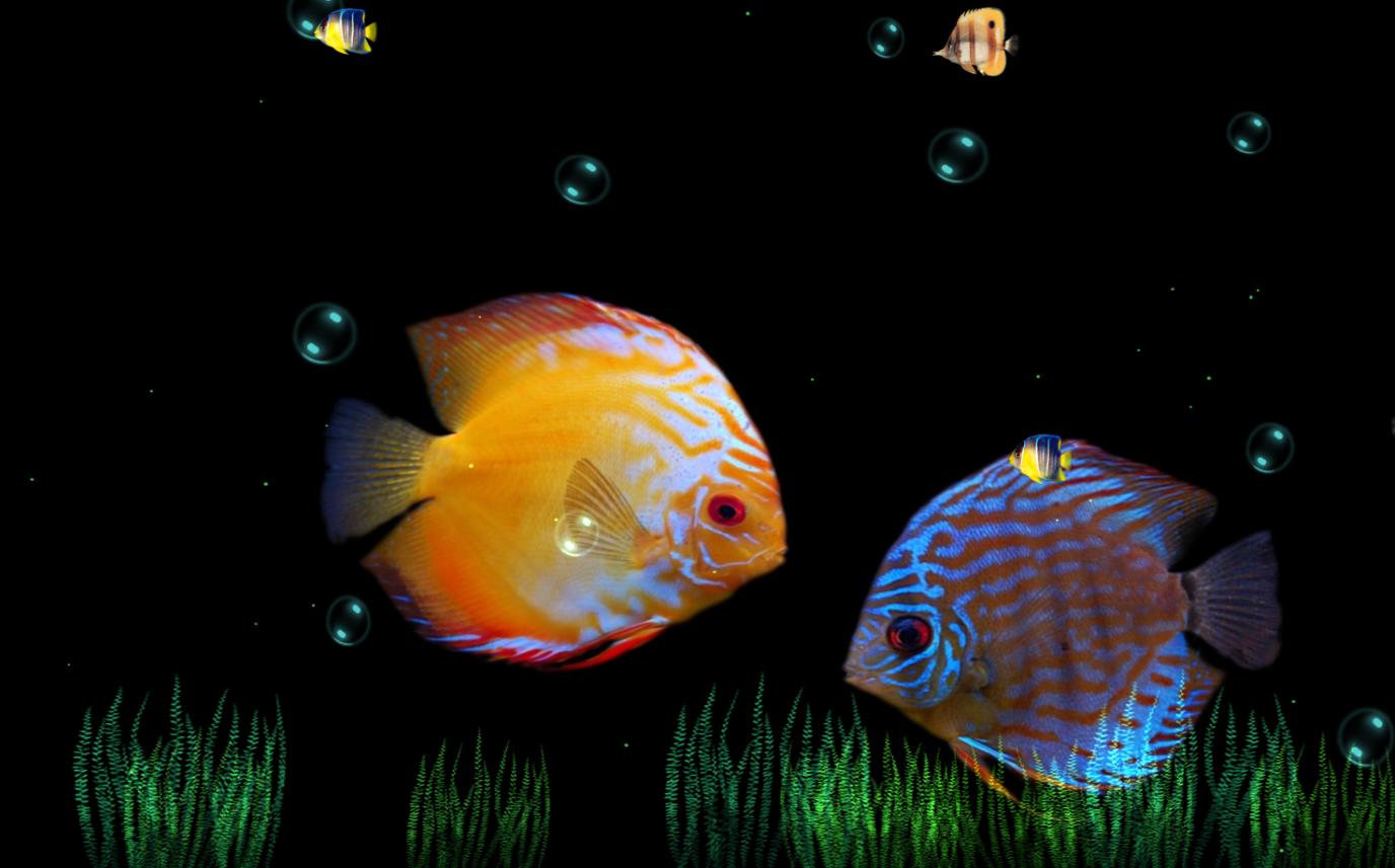 Beauty Of Ocean Animated Wallpaper Desktopanimated