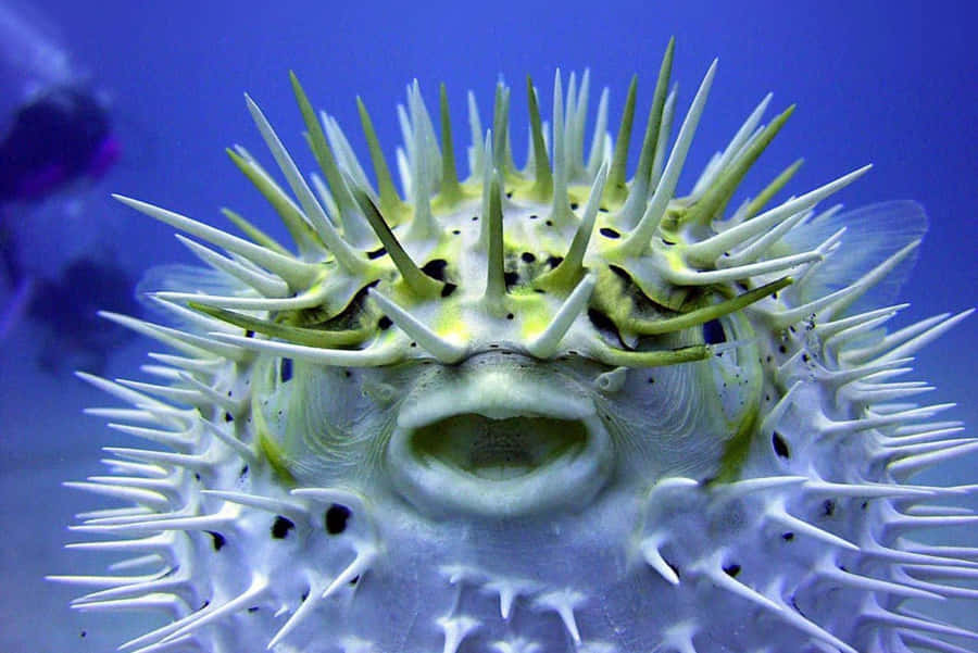 Blowfish 8jic6gt2tja8jn2r Wallpaper