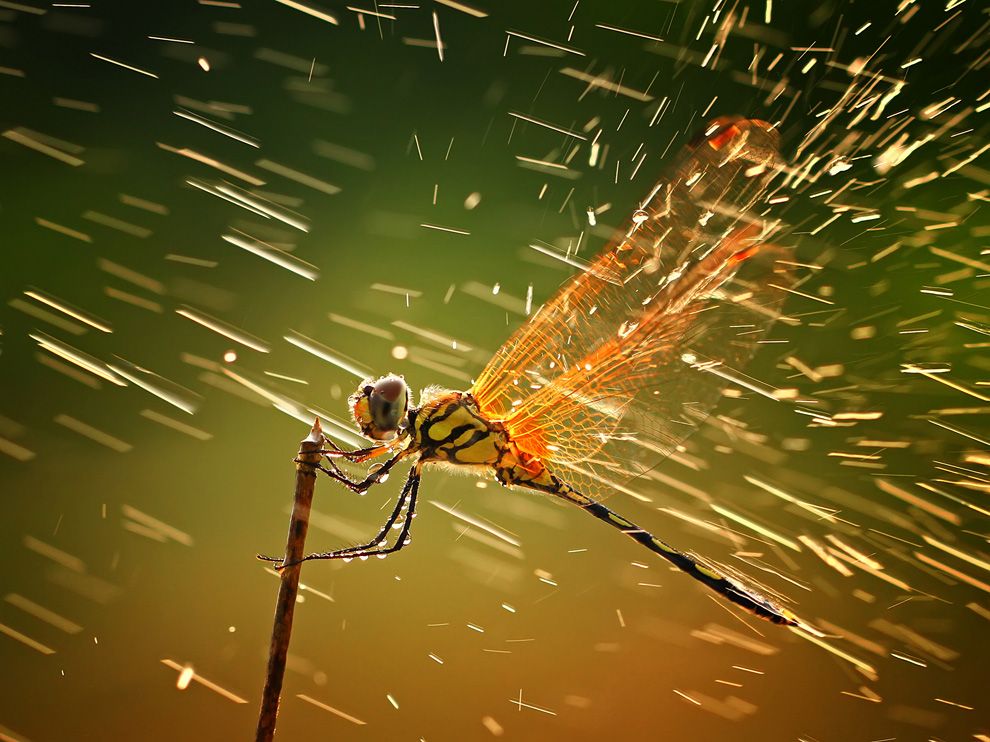 Picture Animal Wallpaper National Geographic Photo Of The Day