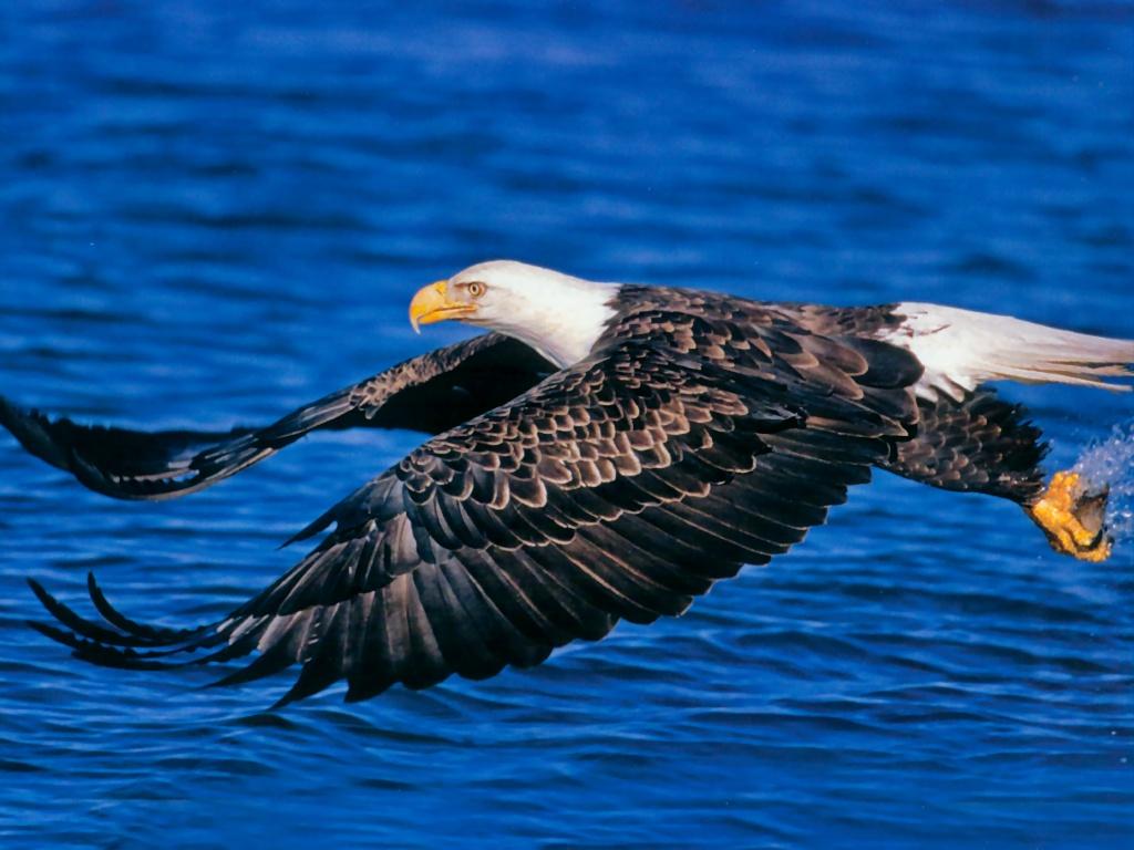 Eagle Hunting Wallpaper For Desktop Background Eagles