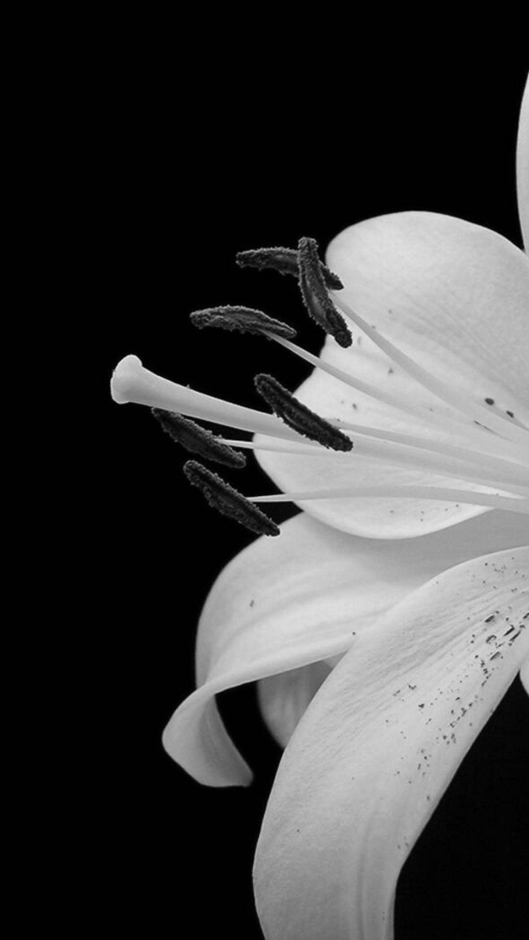 Flower iPhone Wallpaper