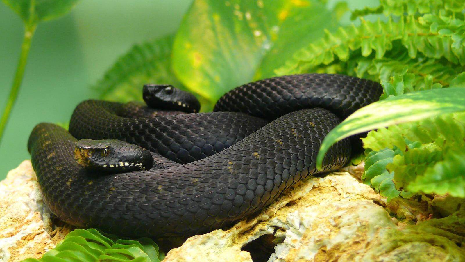 Black Mamba Snakes HD Wallpaper Beautiful Desktop Background Image