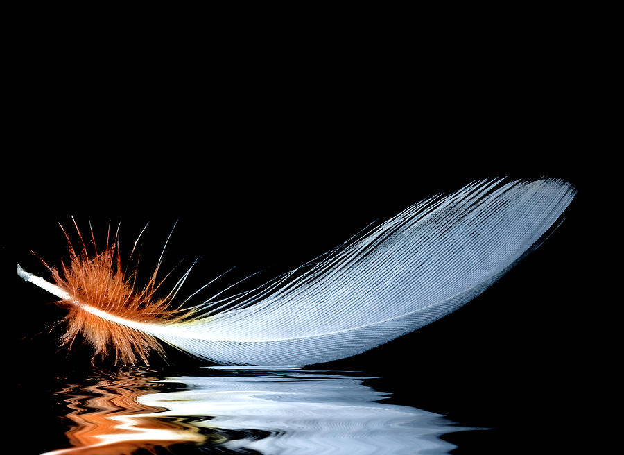 Beautiful Feathers Wallpaper And Pictures One HD