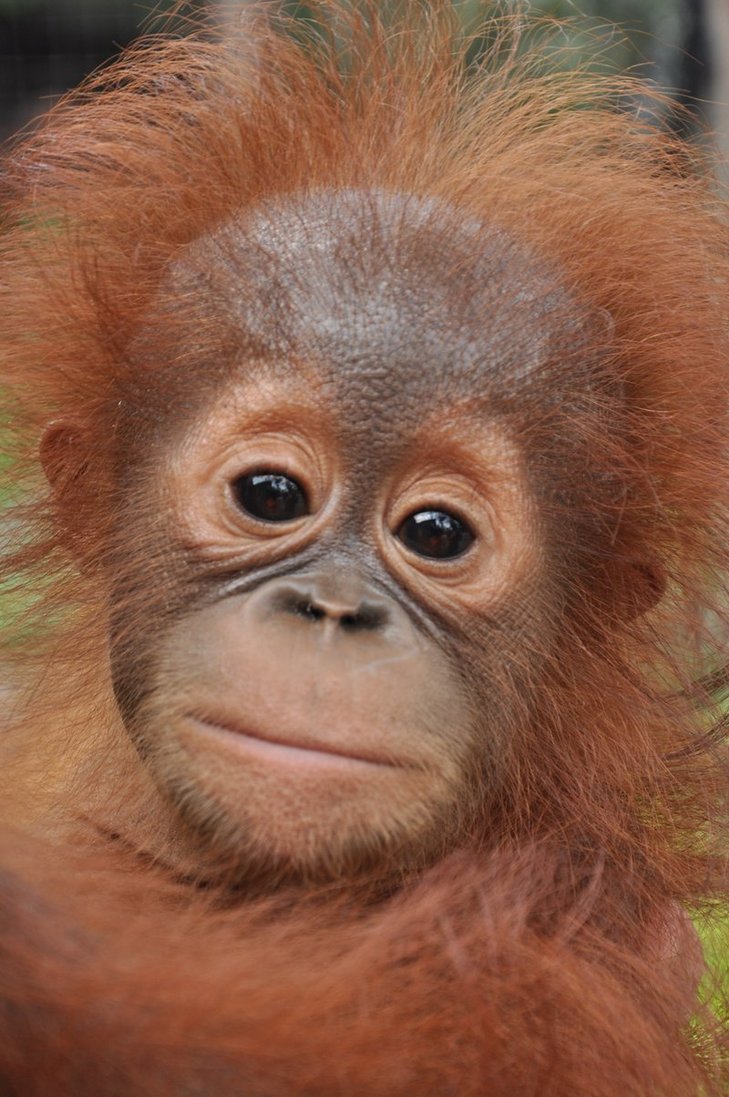 Orphaned Baby Orangutan By Bjorntoday