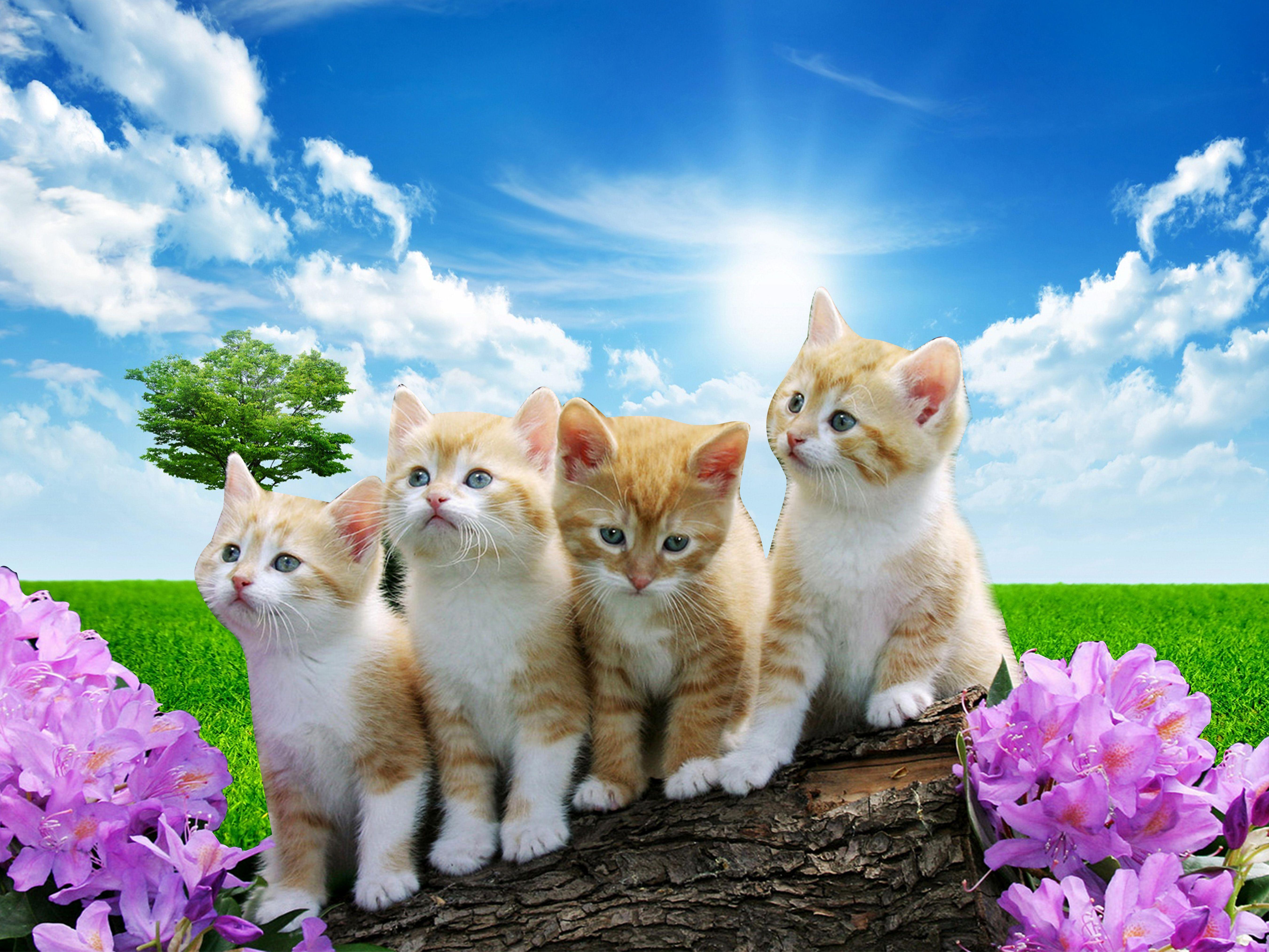 Four adorable kittens perched on a log in a picturesque meadow, enjoying the sunny blue sky. Pink rhododendrons frame the image, enhancing the idyllic scene