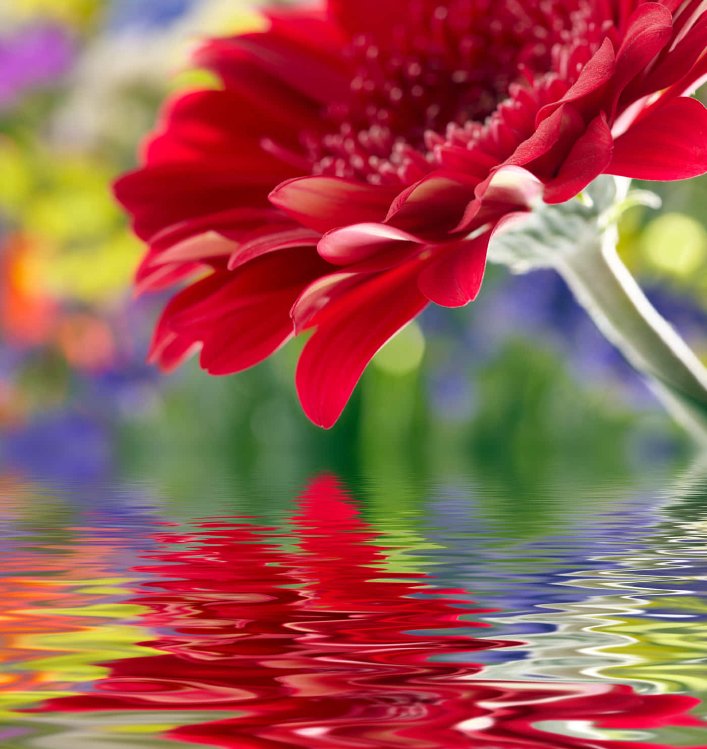 Wildflowers Ouy297692x7lg3ed Wallpaper
