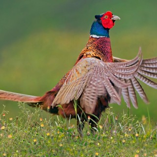 Tag For Golden Pheasant HD Wallpaper