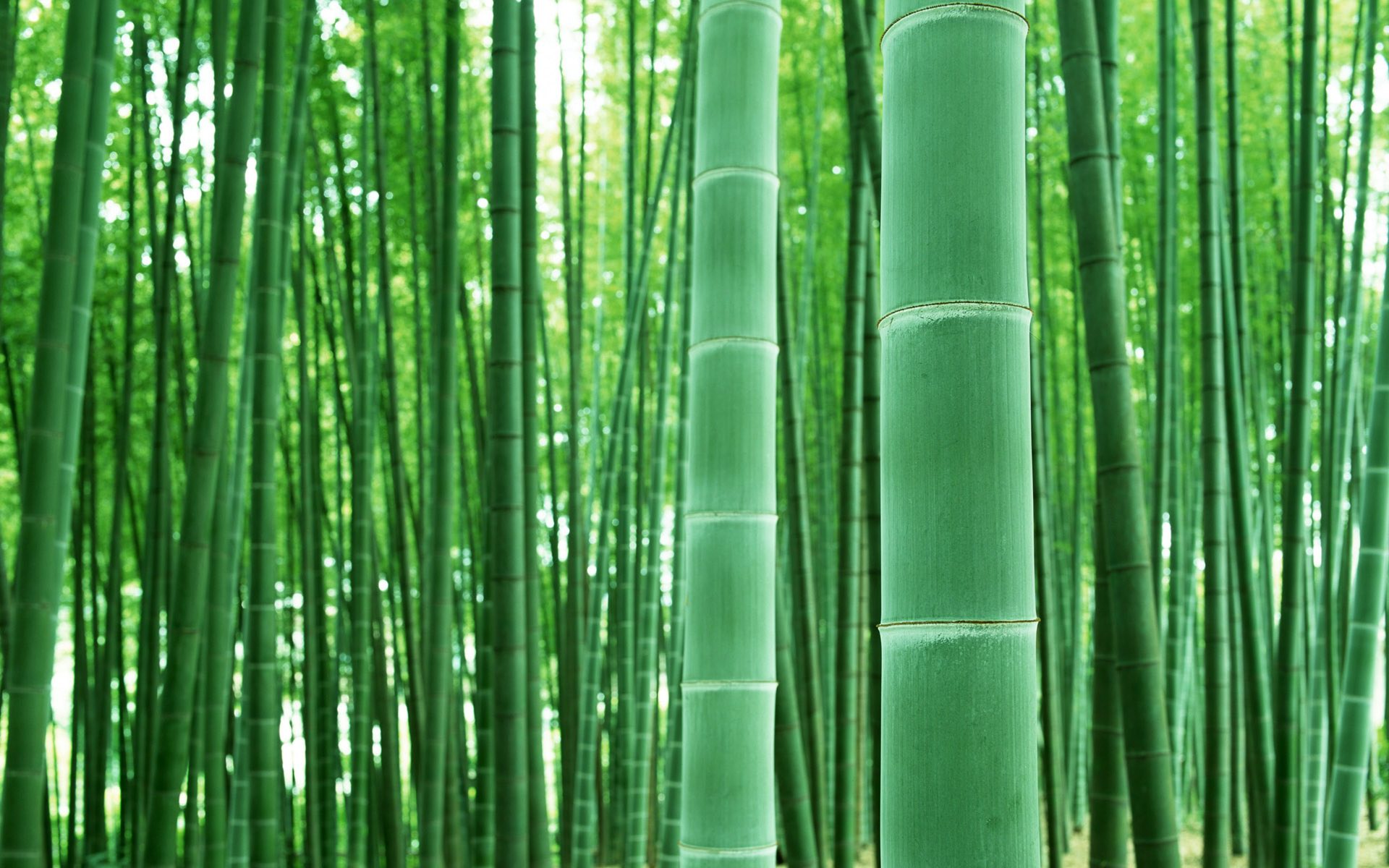Green Bamboo Wallpaper Is A Great For Your Puter Desktop