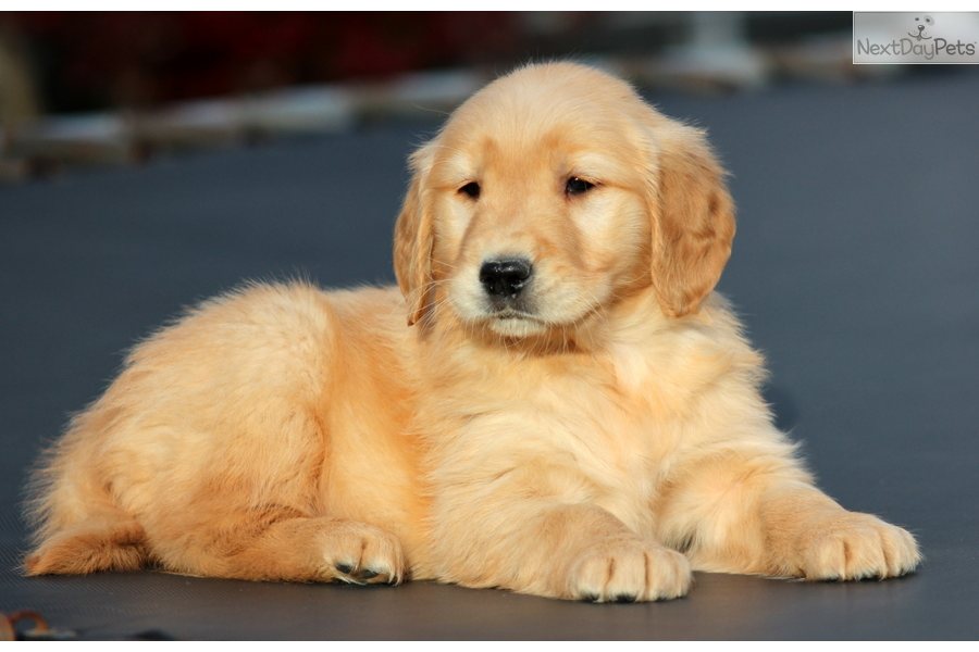 49 Cute Golden Retriever Puppies Wallpaper On Wallpapersafari