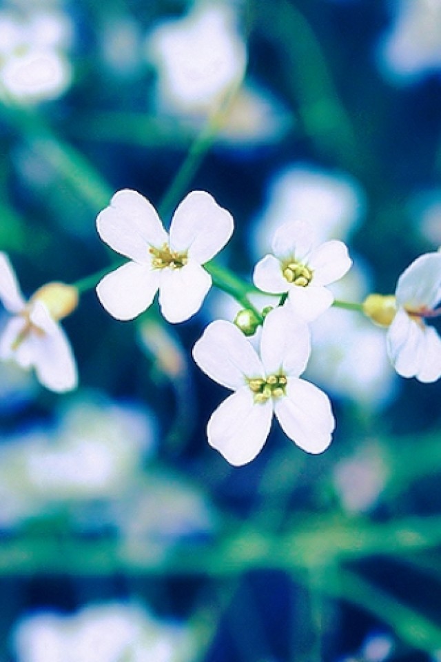 Free white flower iPhone wallpaper